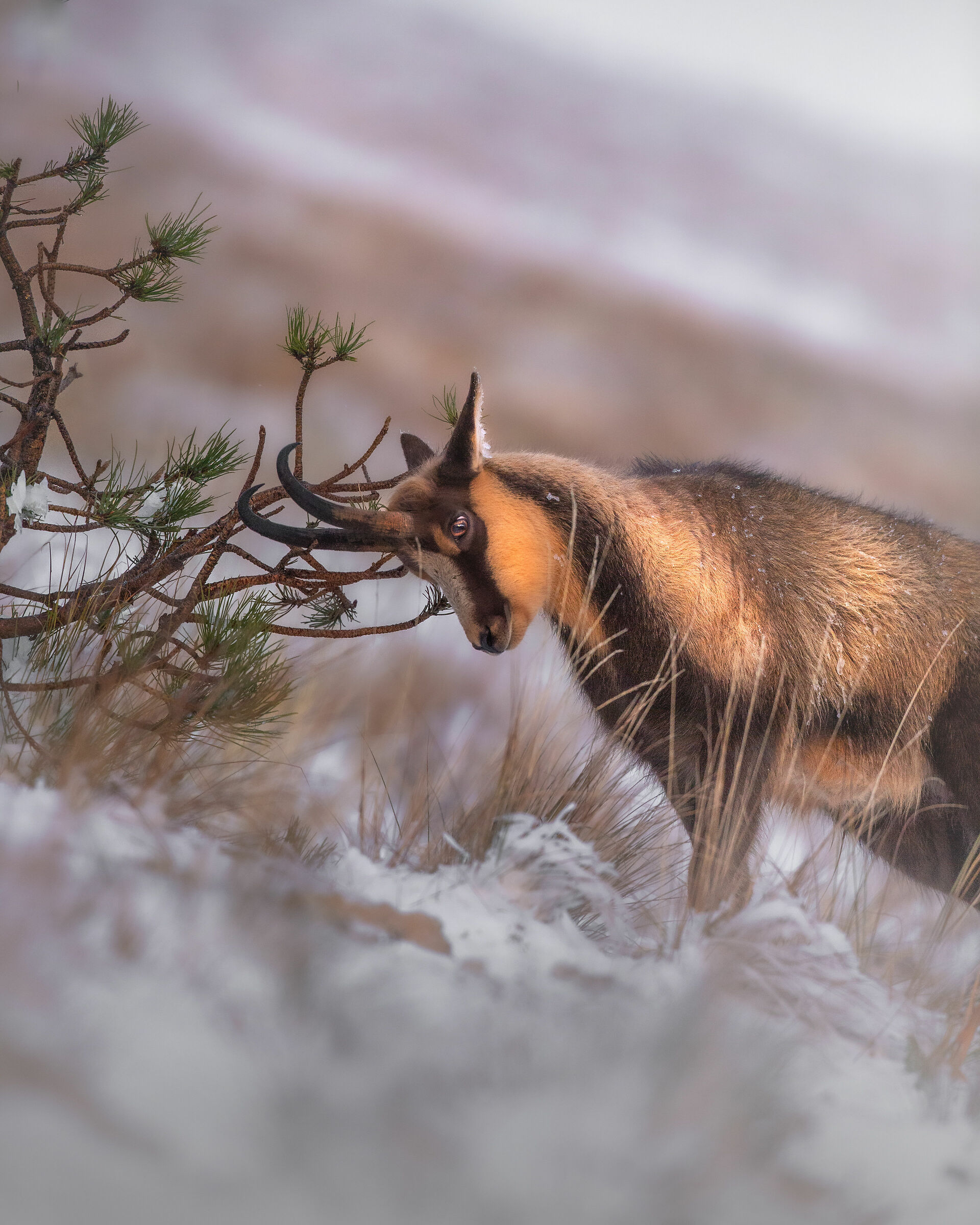 Ancora una grattatina