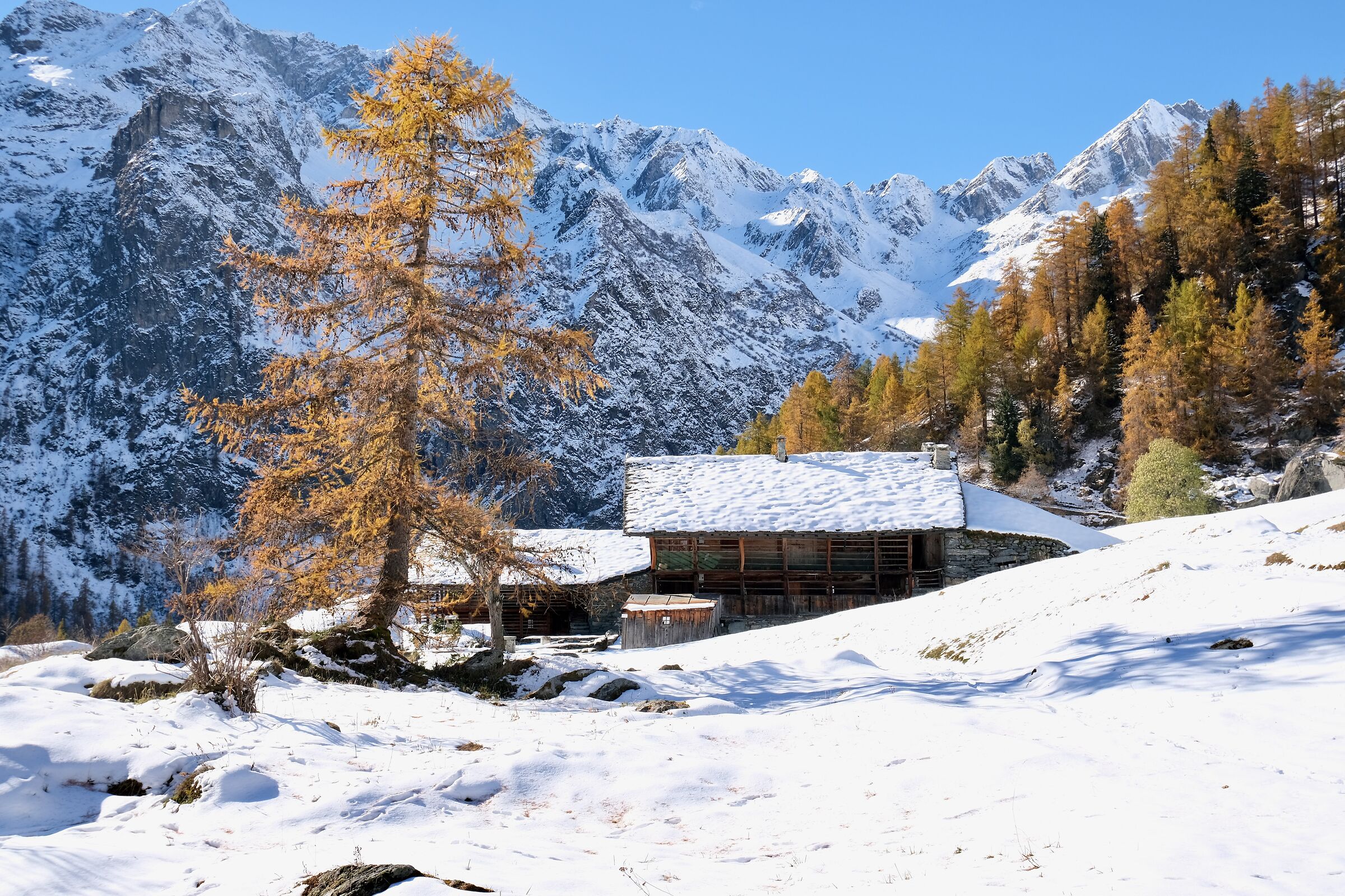 Autunno su neve