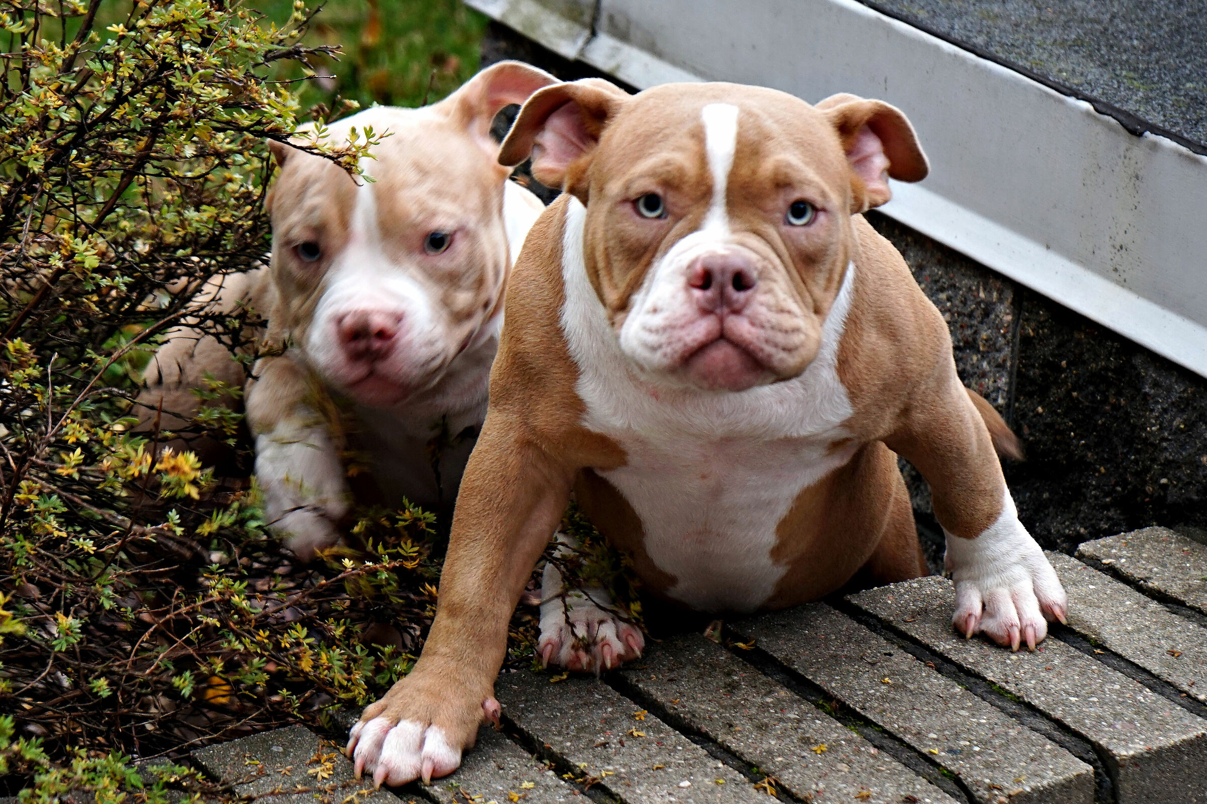 Hai un problema... Sì, ha detto di essere maggiorenne