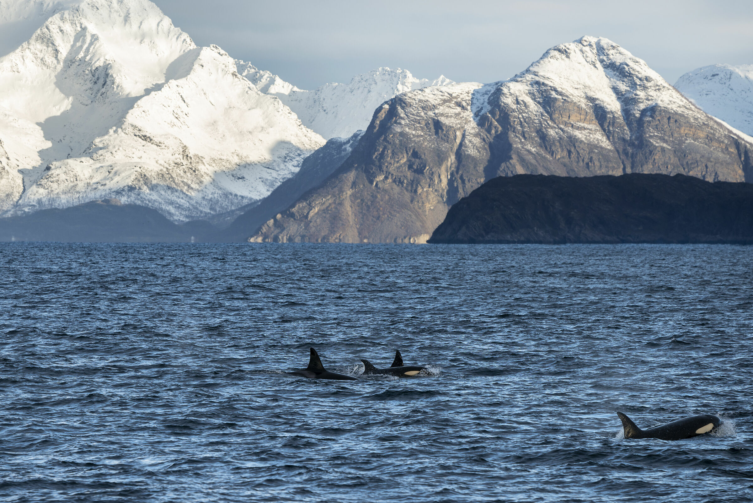 Orcas in the Norwegian fjords