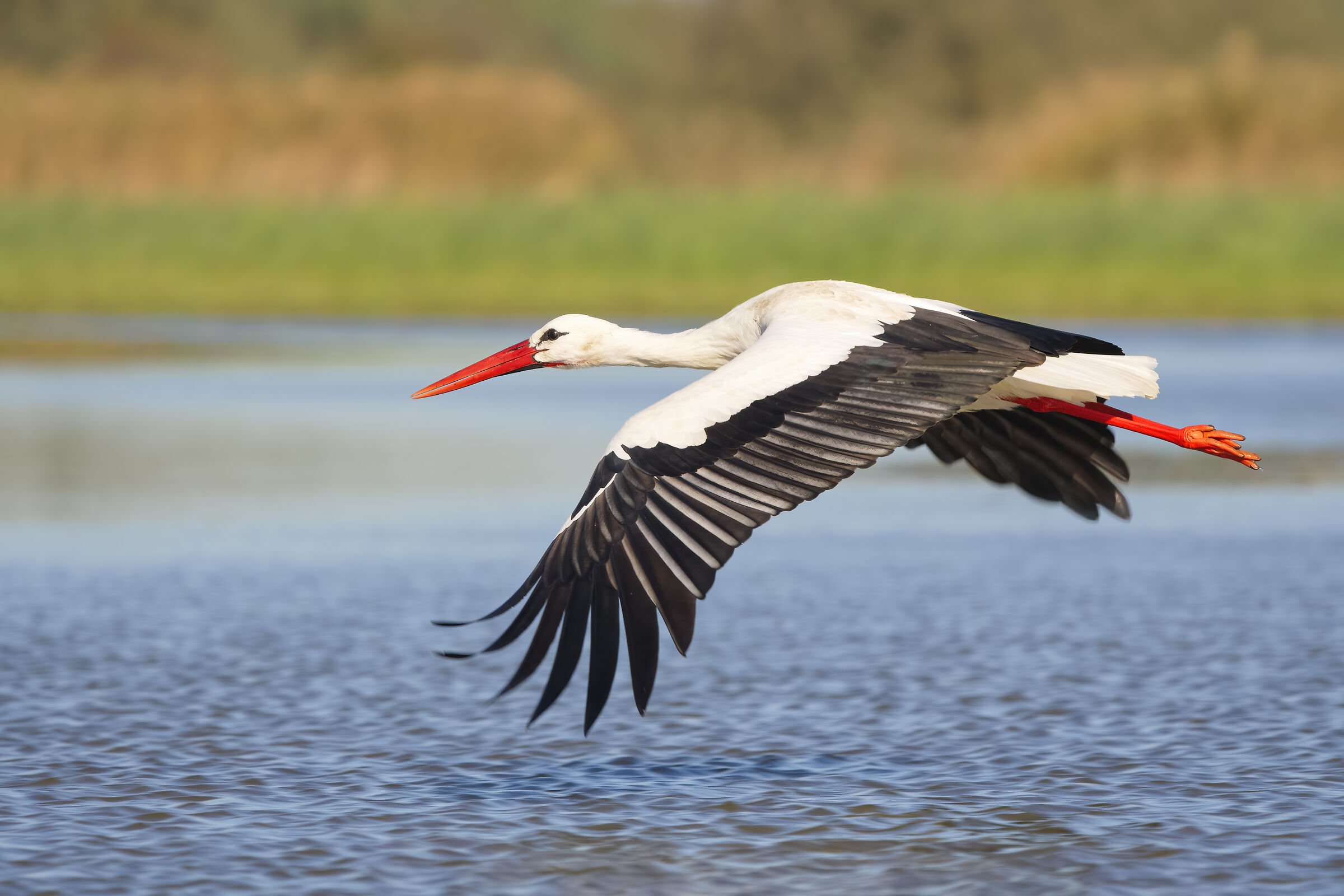 White stork (Ciconia ciconia)