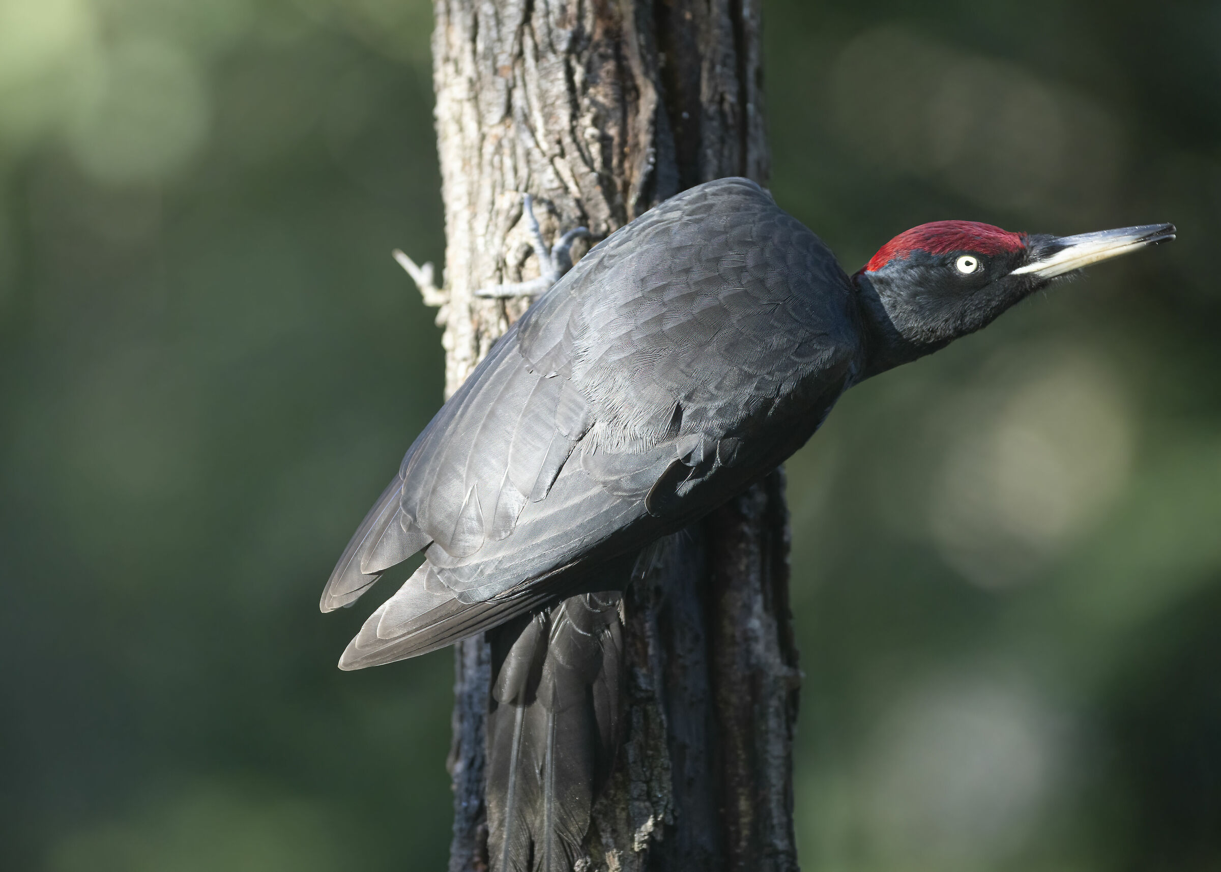 picchio nero del monferrato