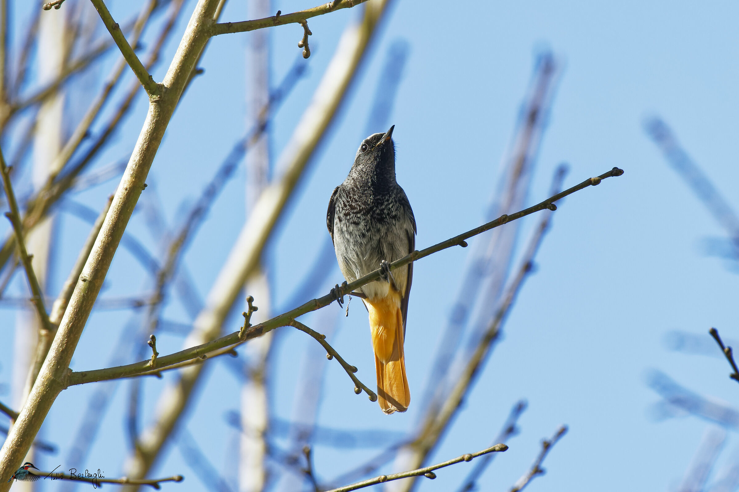 Black redstart