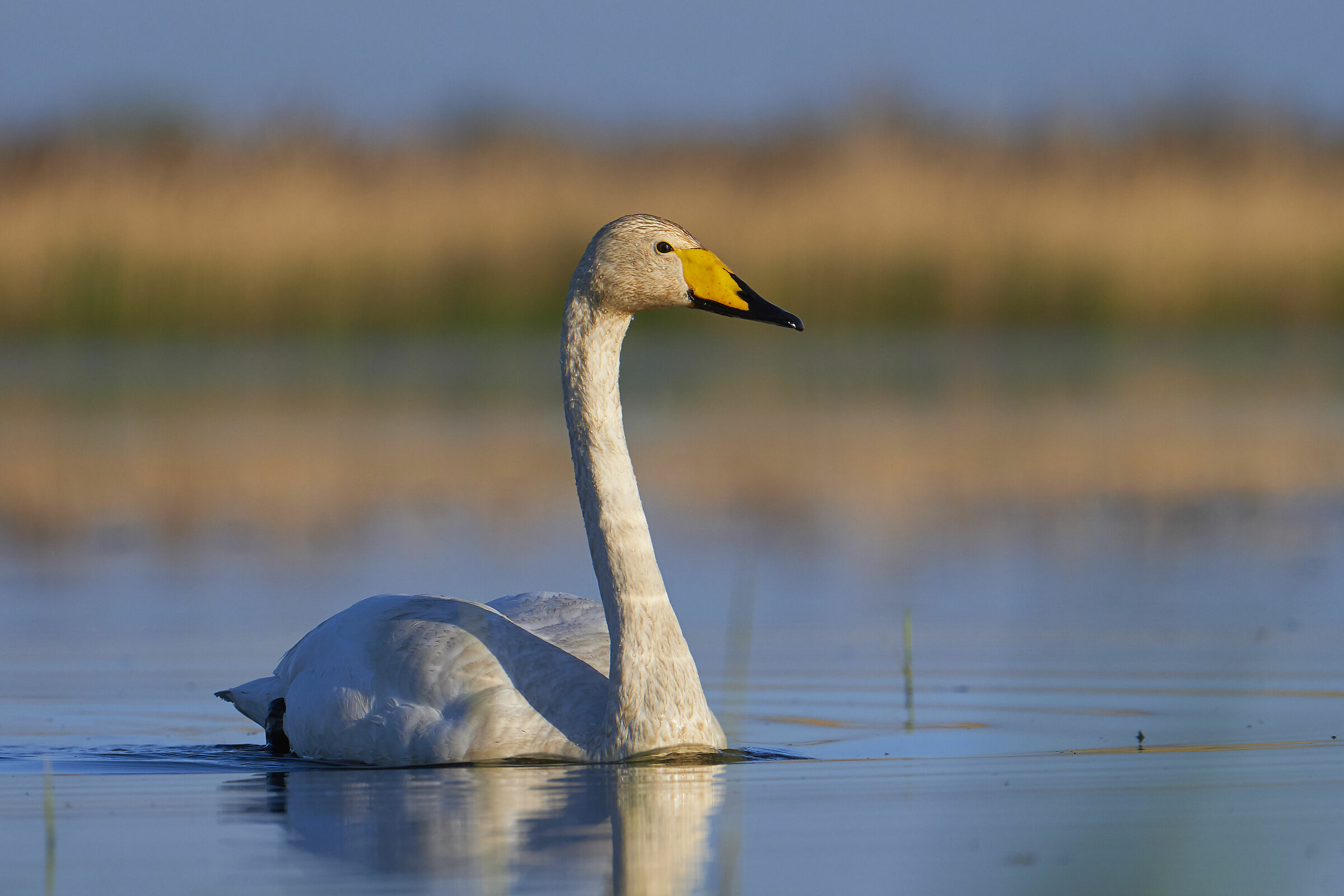 Cigno selvatico ( Cygnus cygnus )