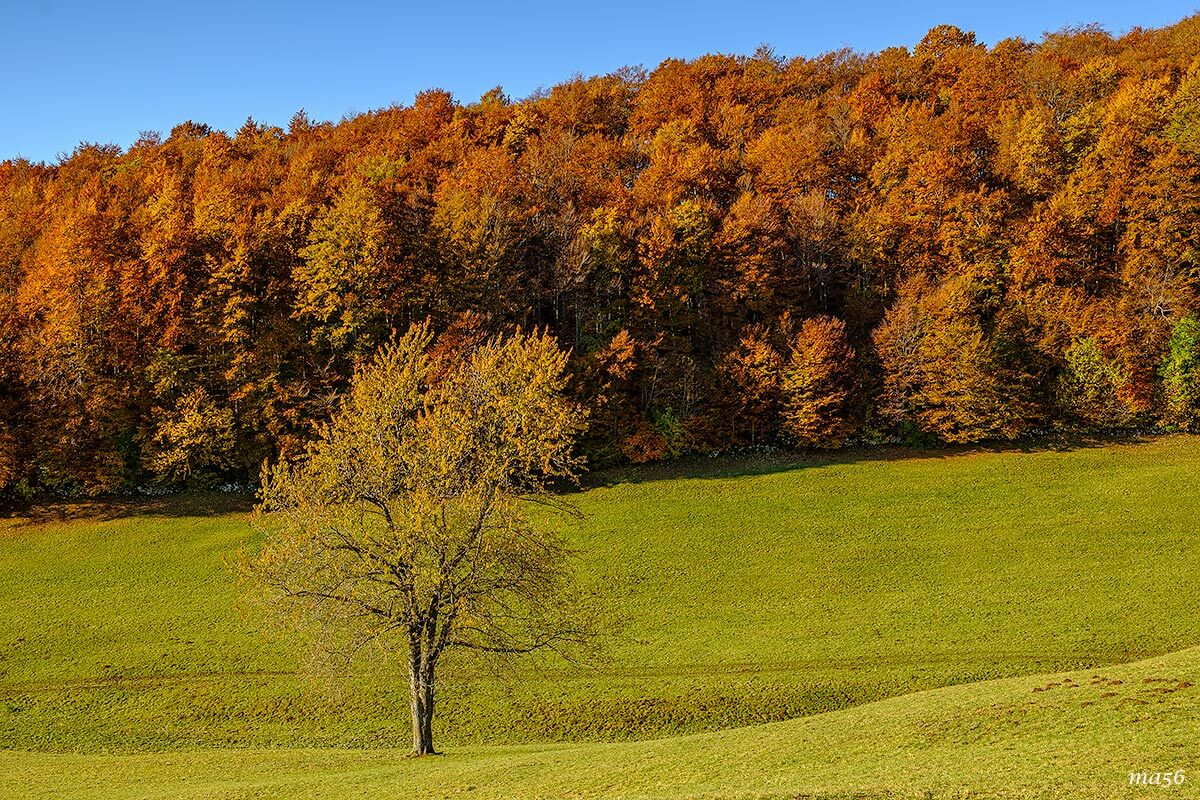 Autumn in Lessinia