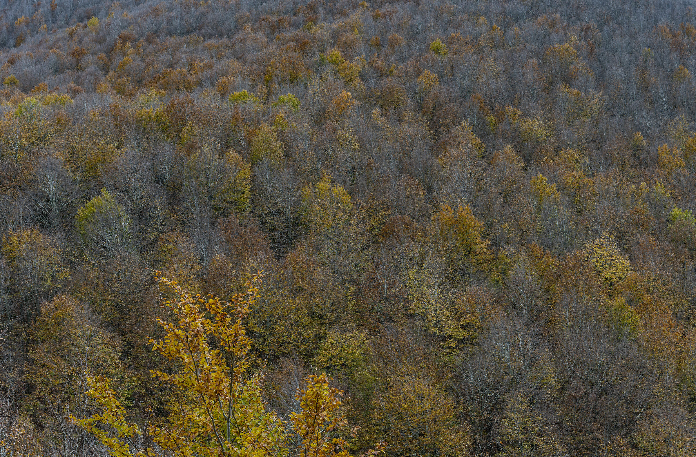 Perdersi tra le chiome
