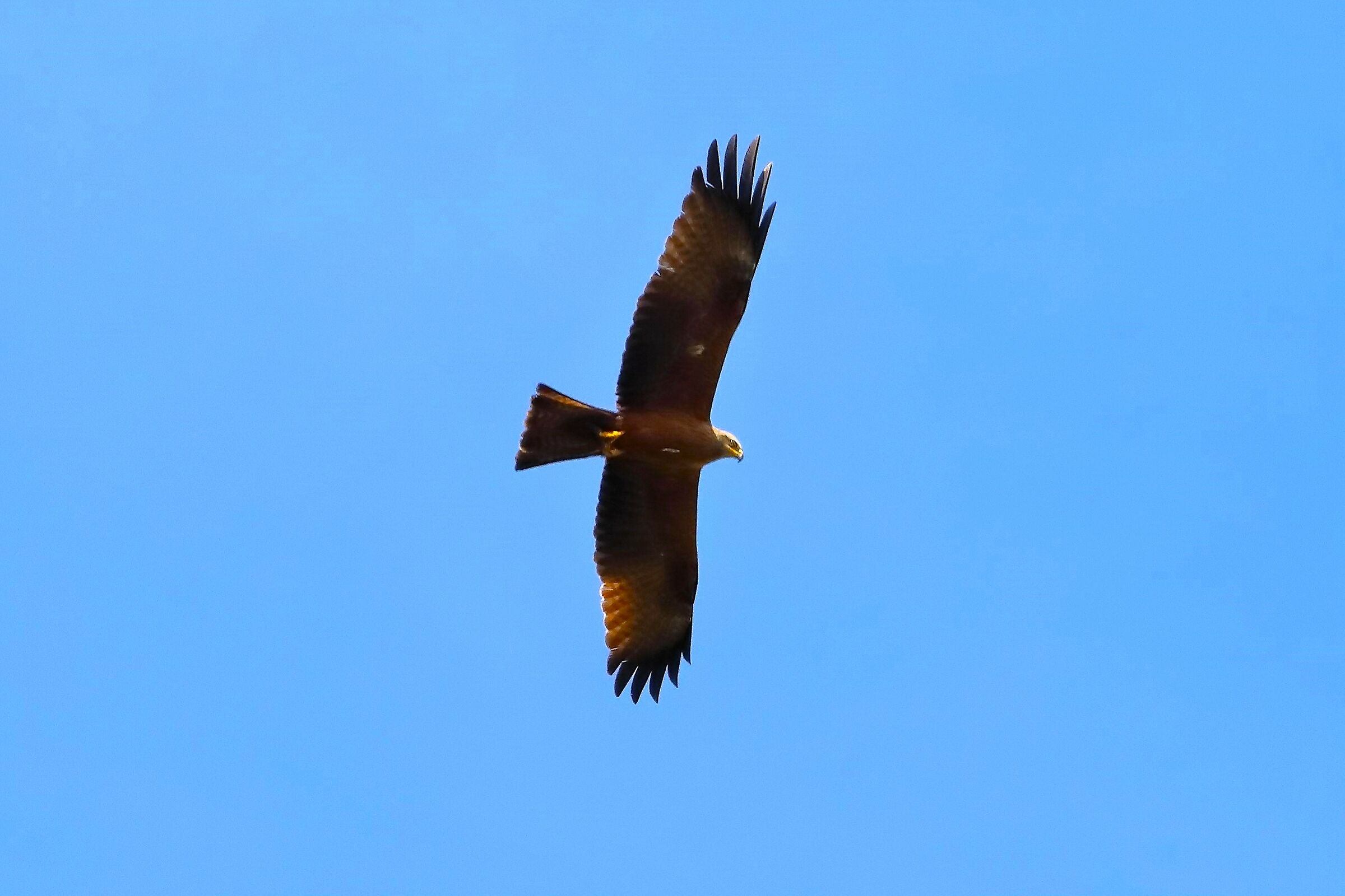 Black Kite 08-06-2023