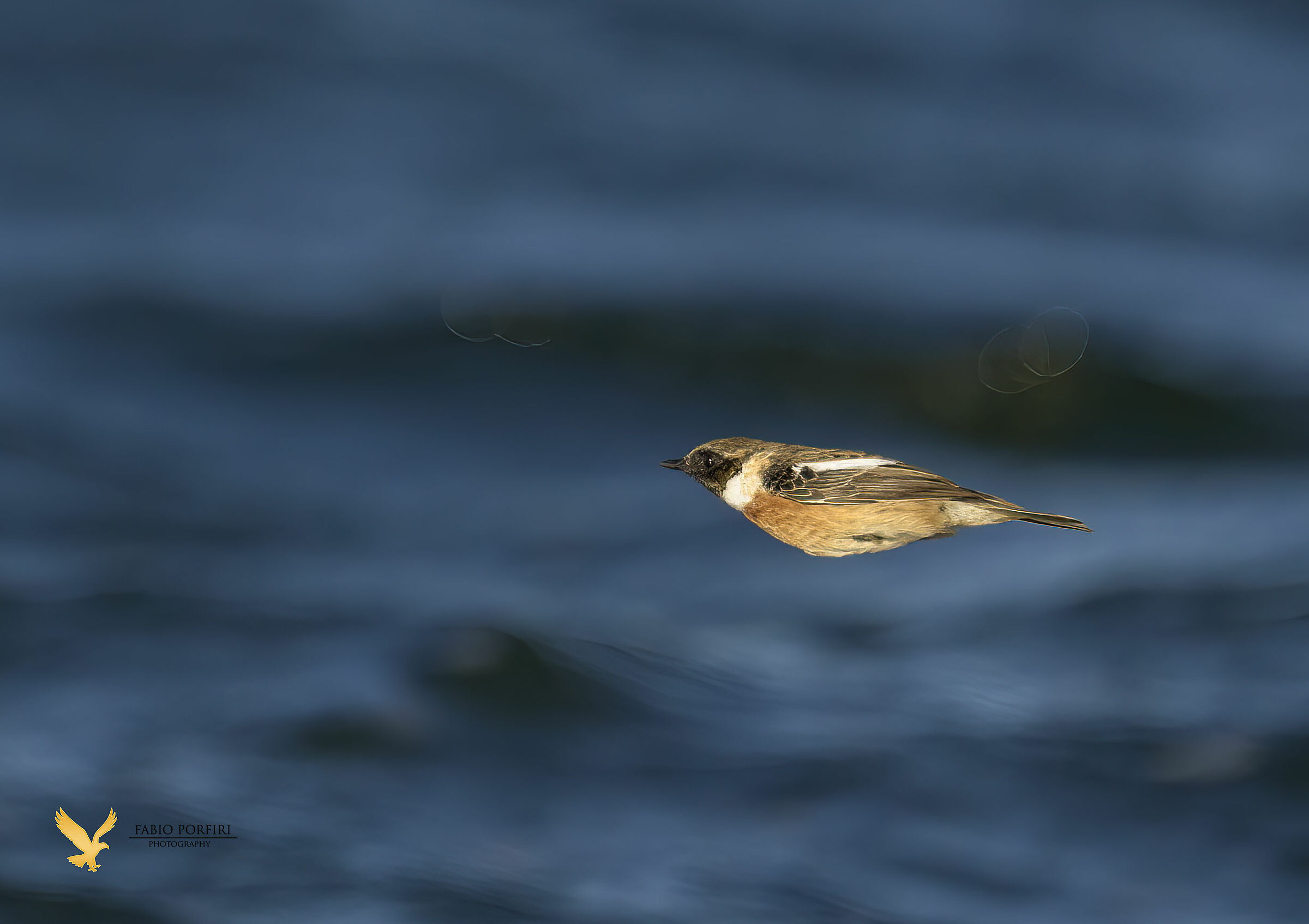 saltimpalo -- acquatico