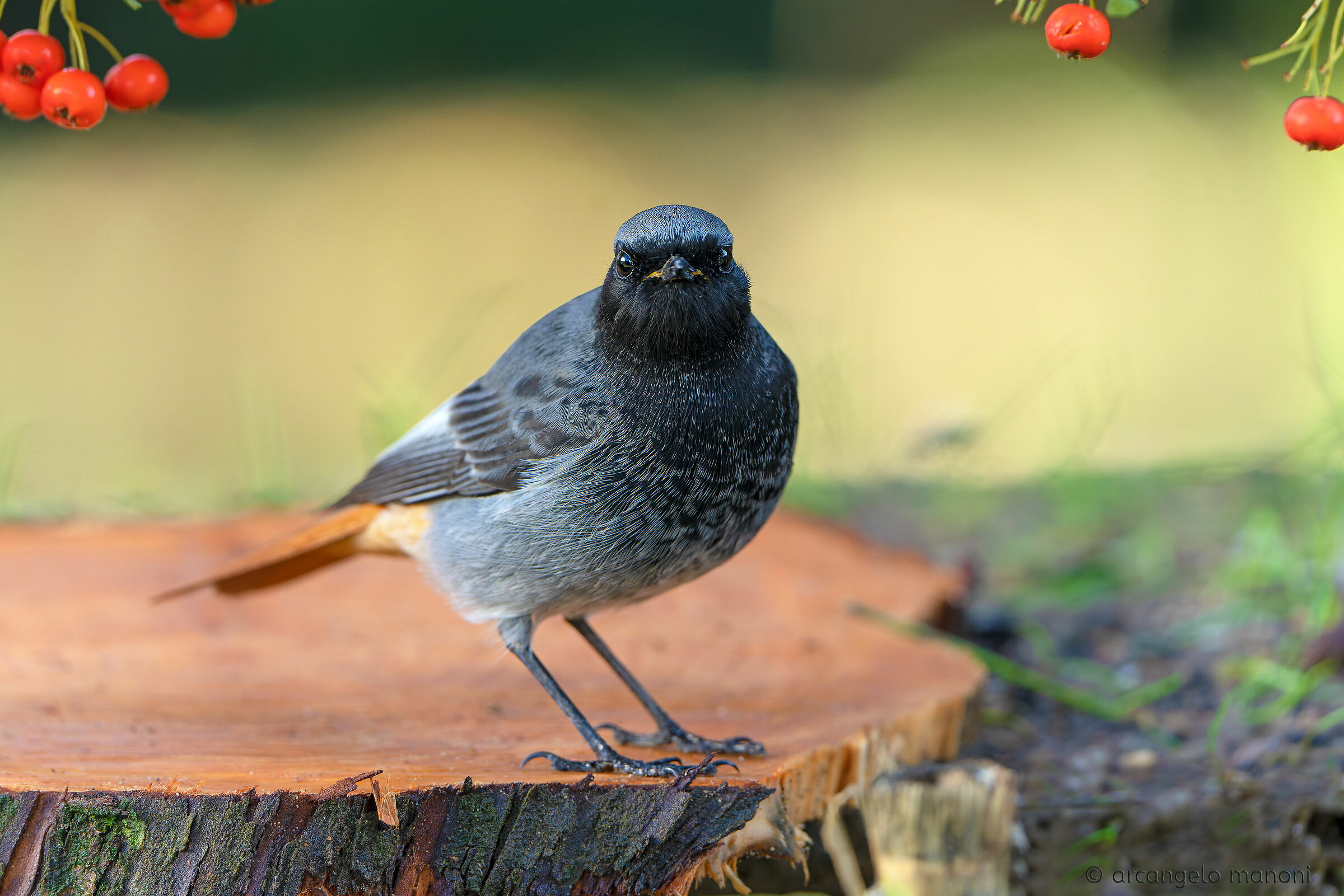 Male redstart chimney sweep