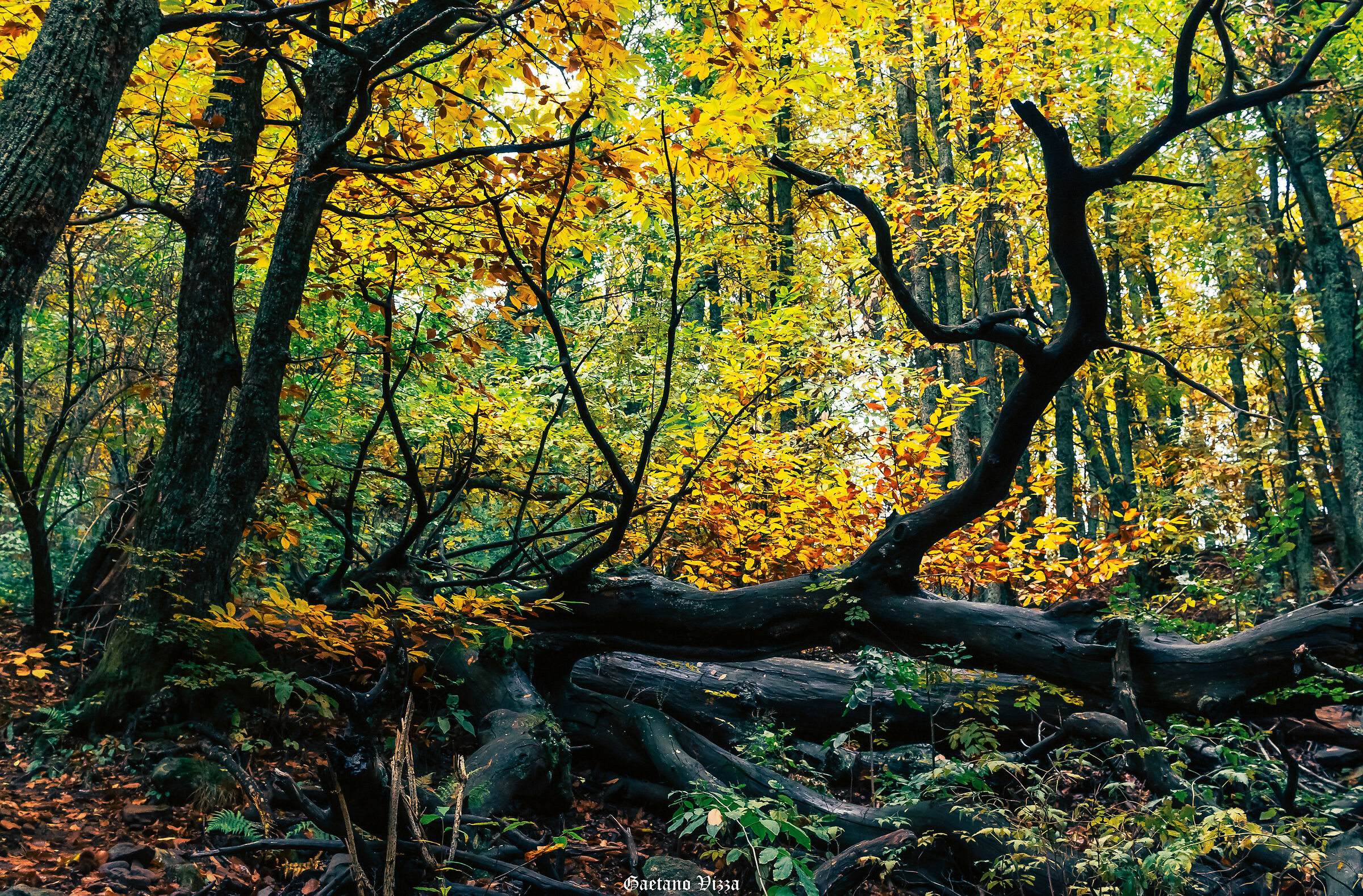 Anche i giganti cadono