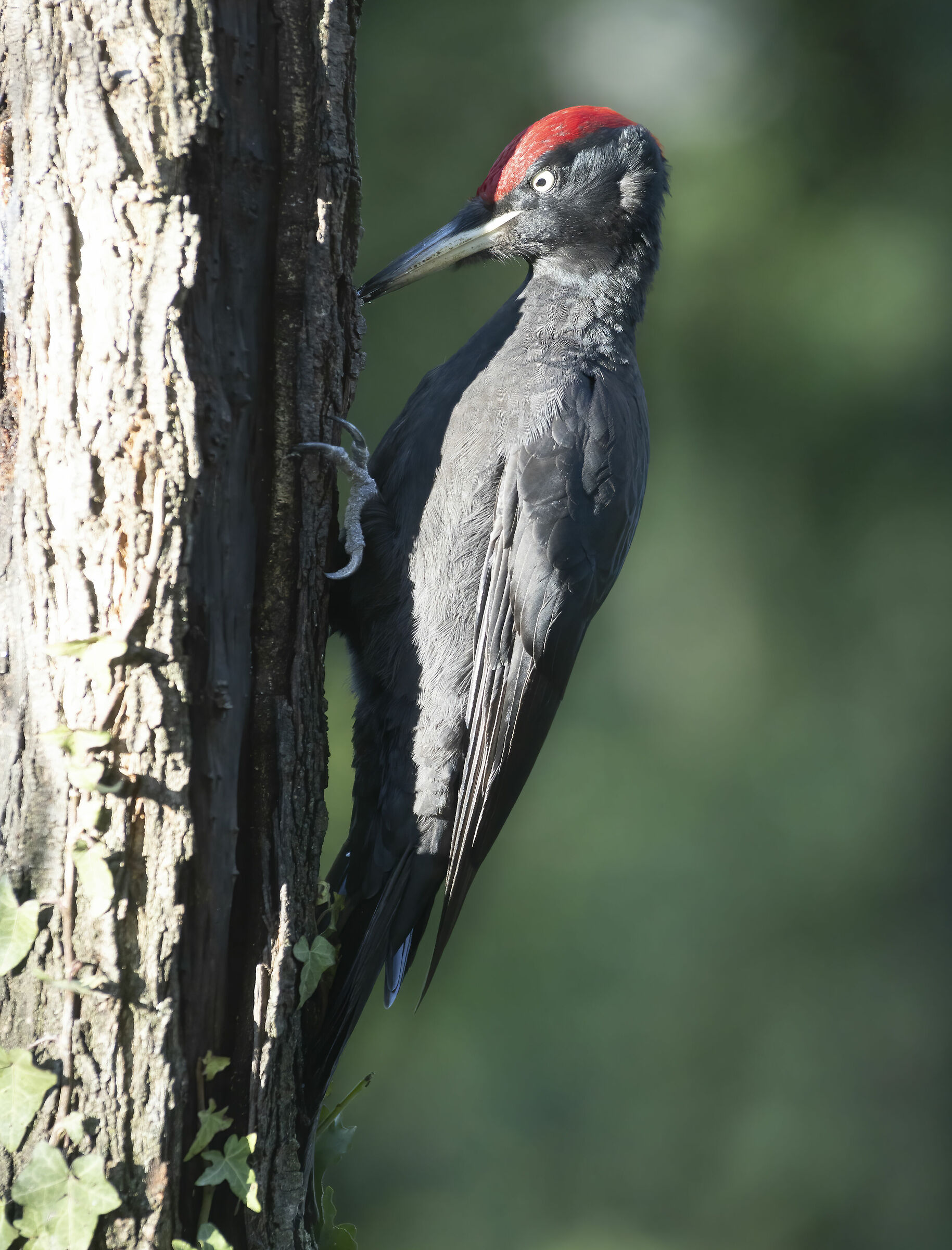 picchio nero concentratissimo