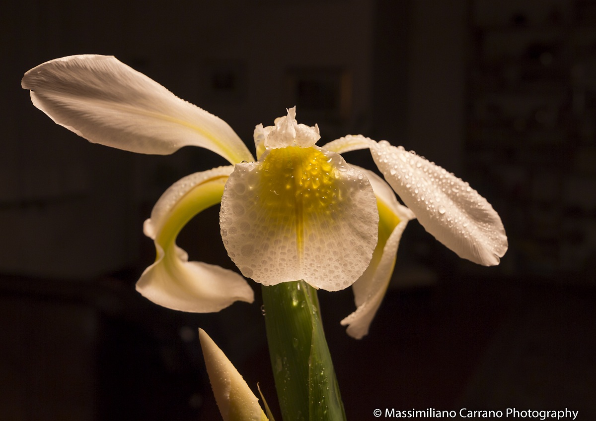 Iris al grandangolo...