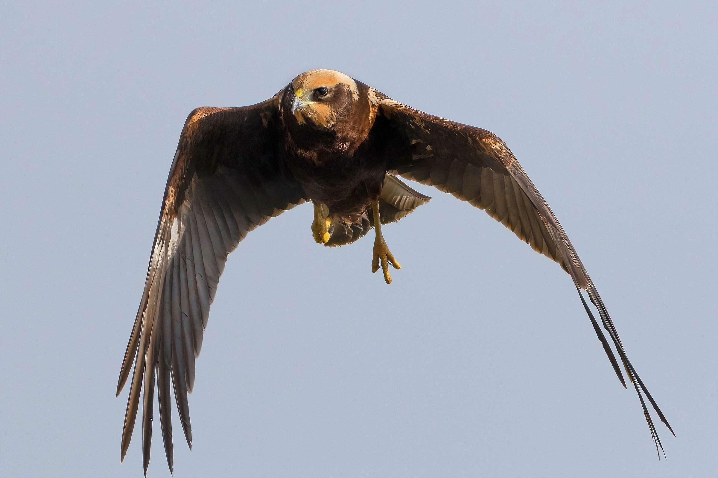 Falco di palude (Circus aeruginosus)