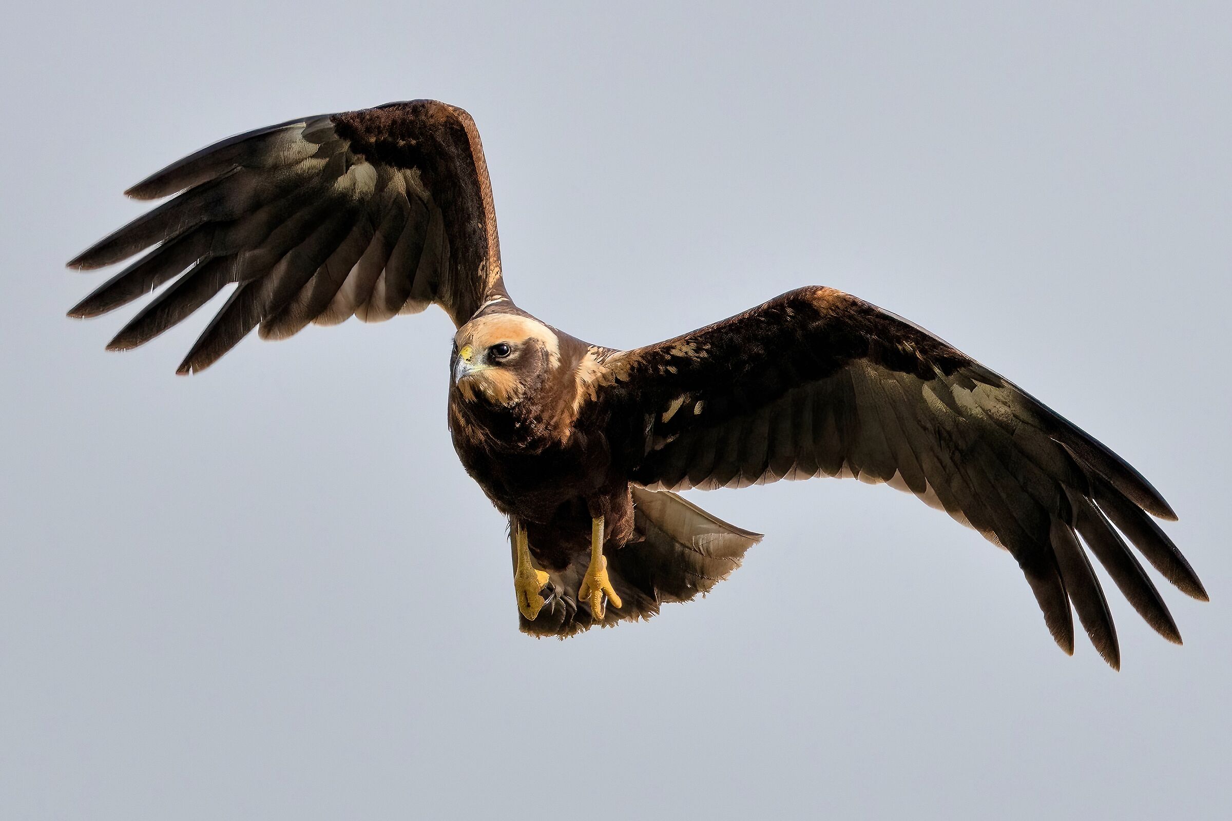 Falco di palude Umbria