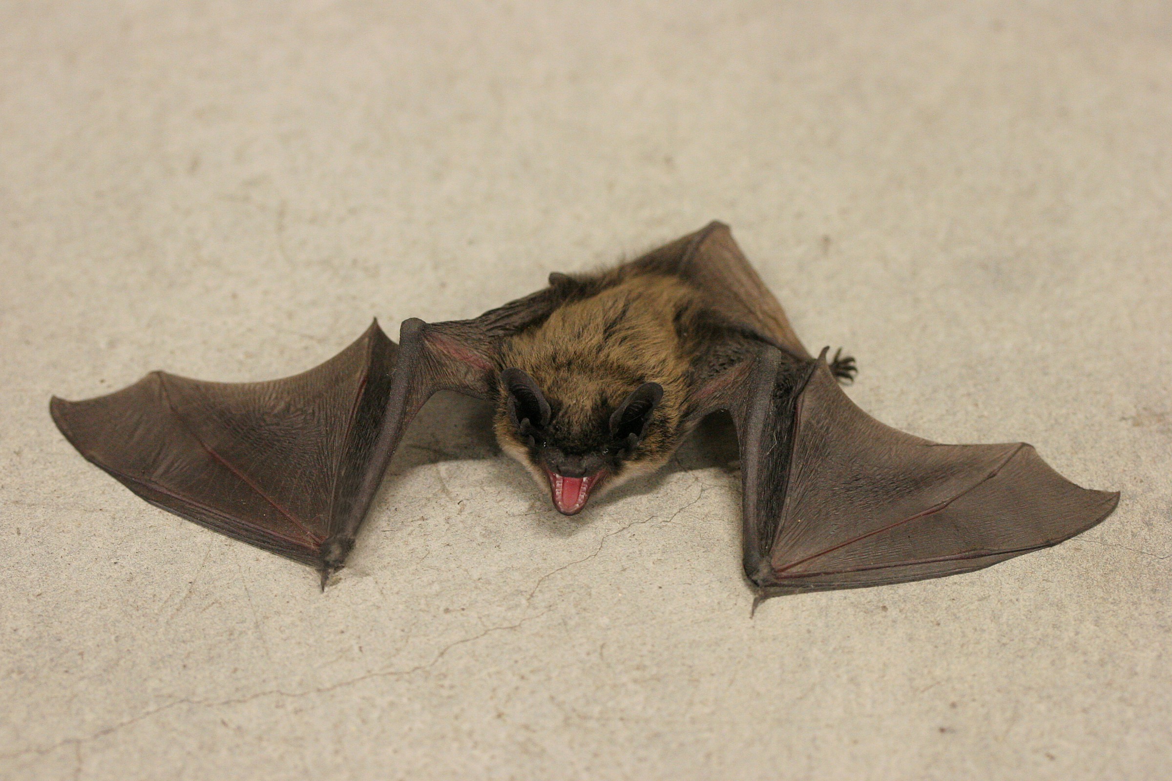 Pipistrello
