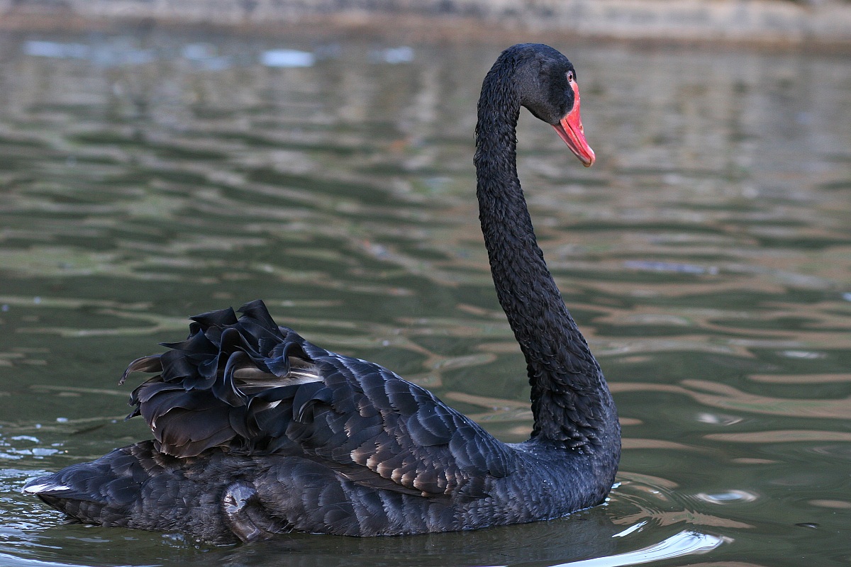 Black Swan