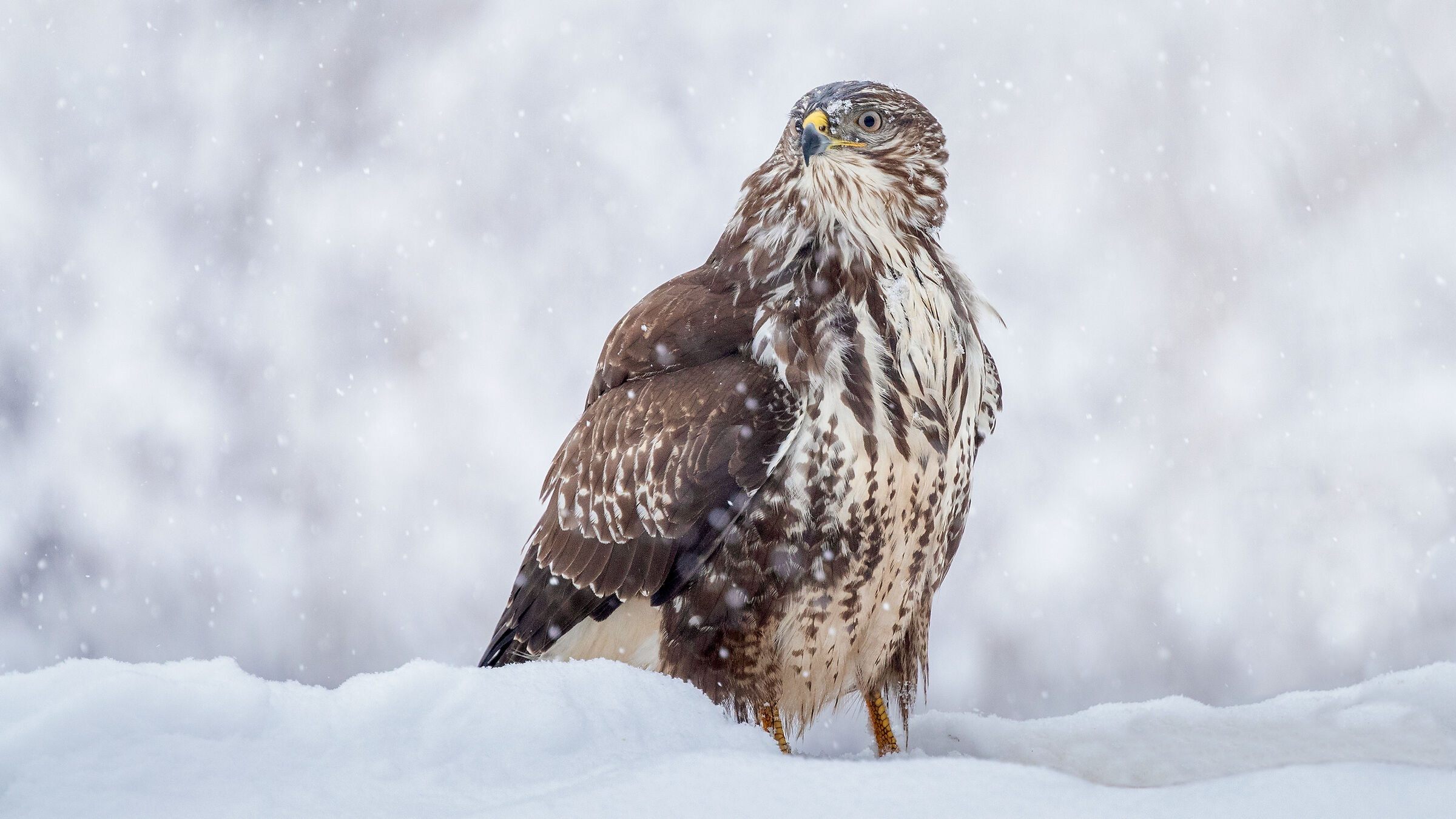 Buteo buteo