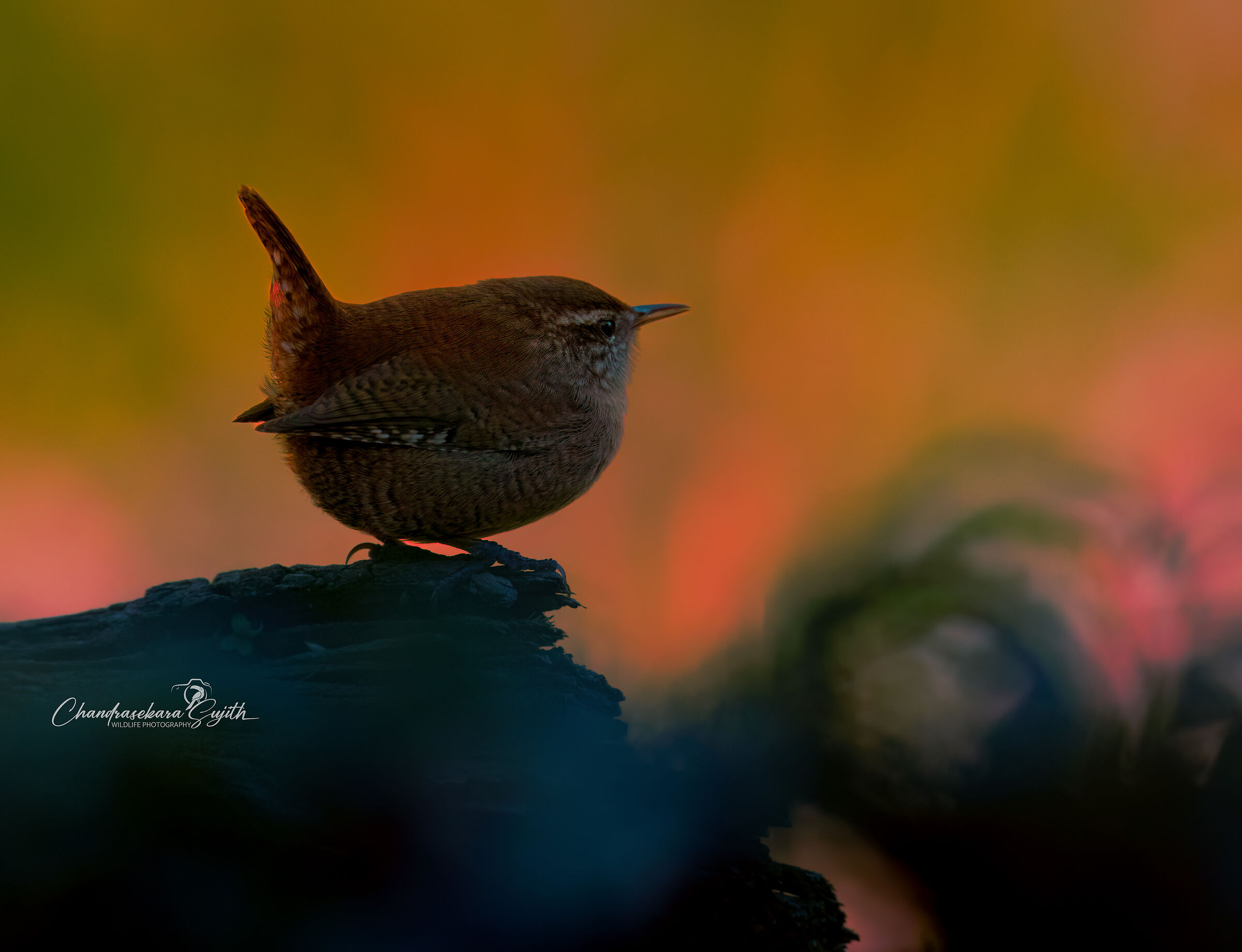 wren