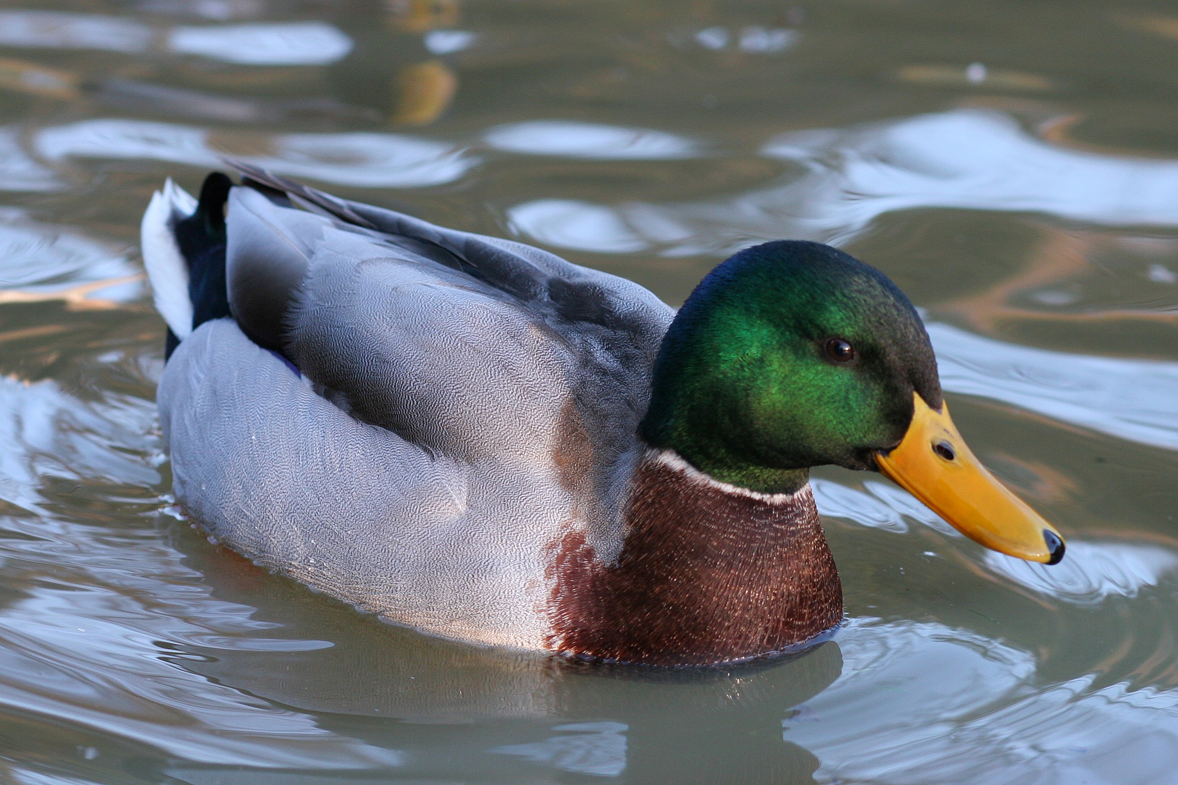Duck