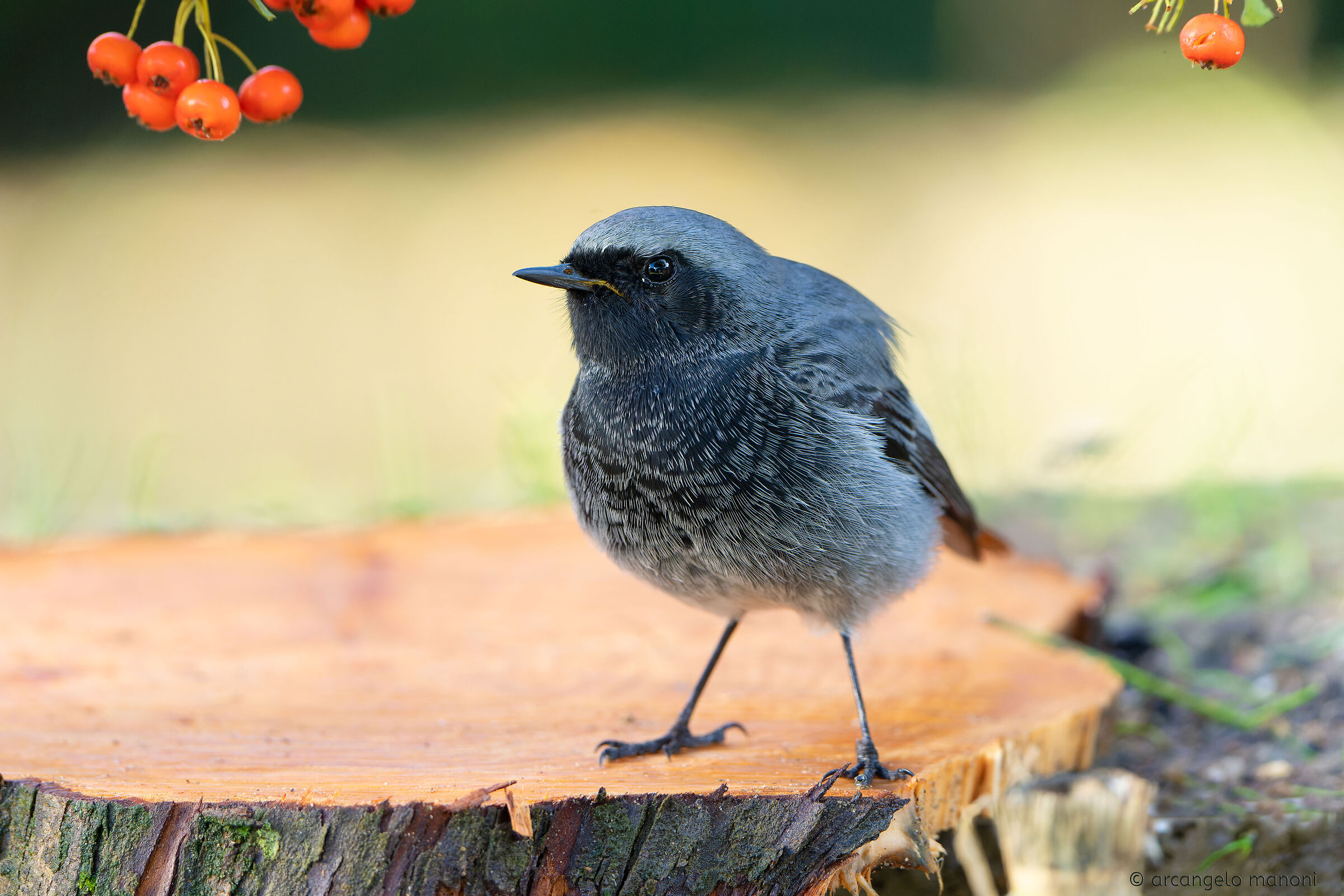 Quell'oscuro volatile del desiderio  -- Phoenicurus och