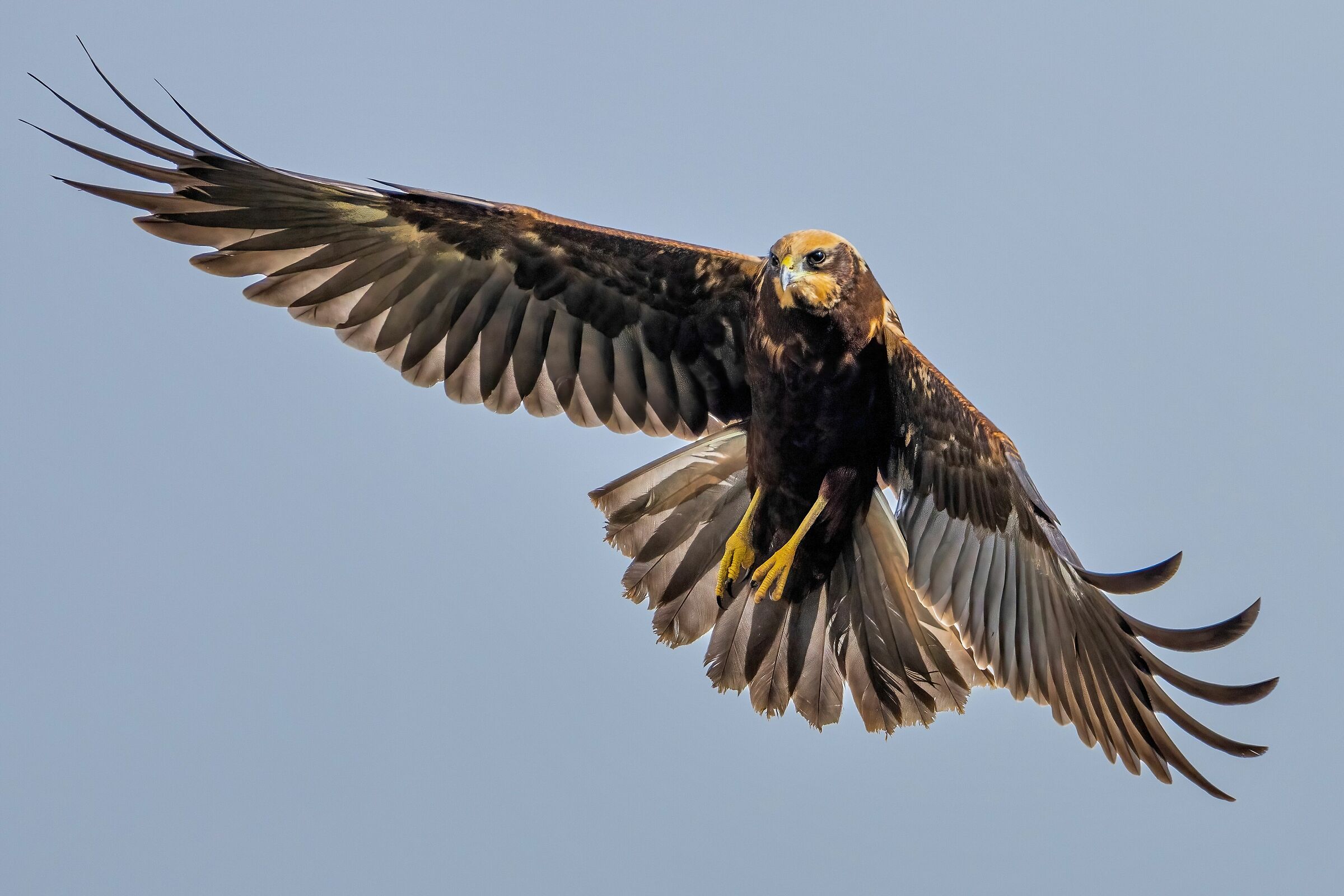 Falco di palude (Circus aeruginosus)