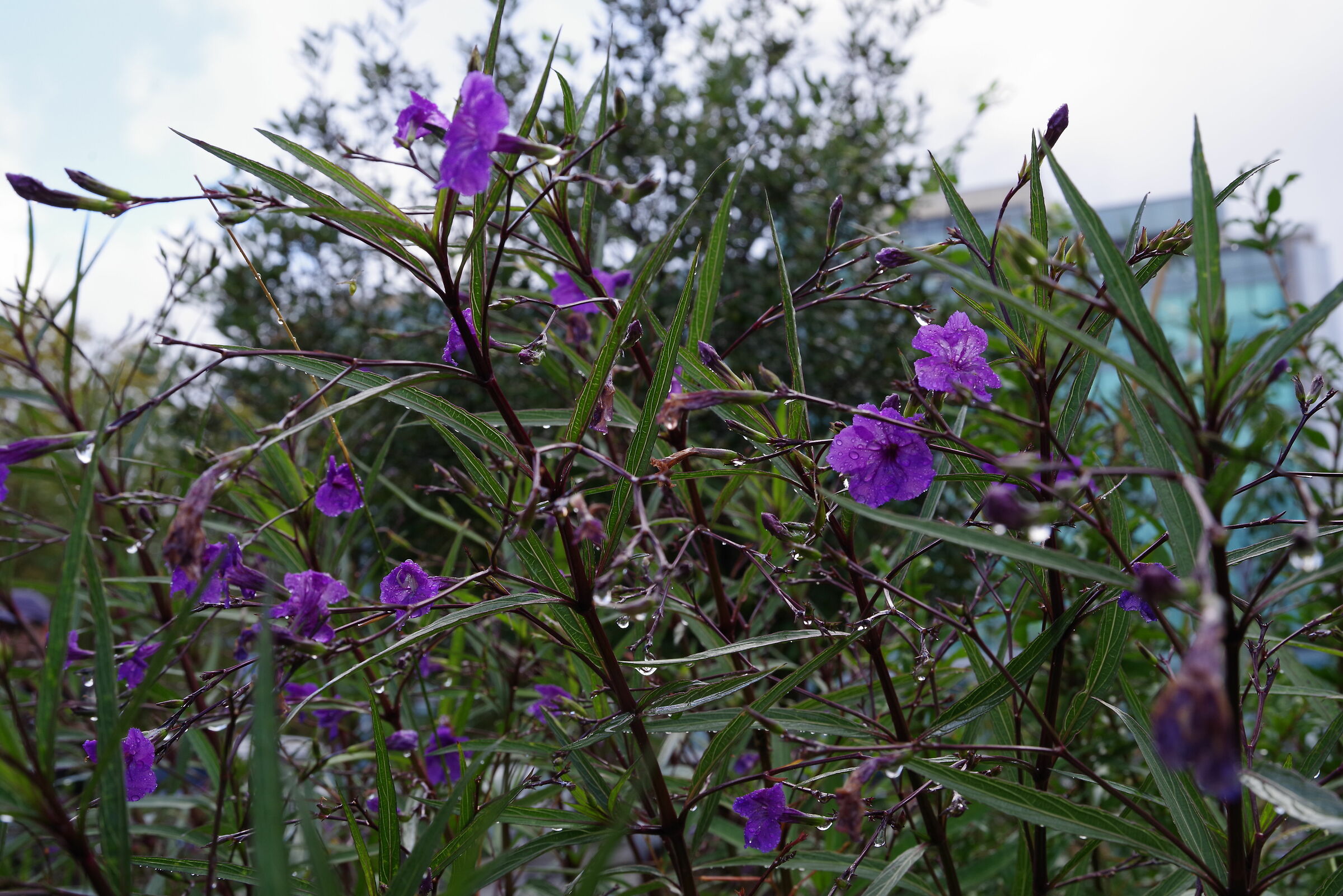 Fiori alle Autolinee vecchie (Latina)