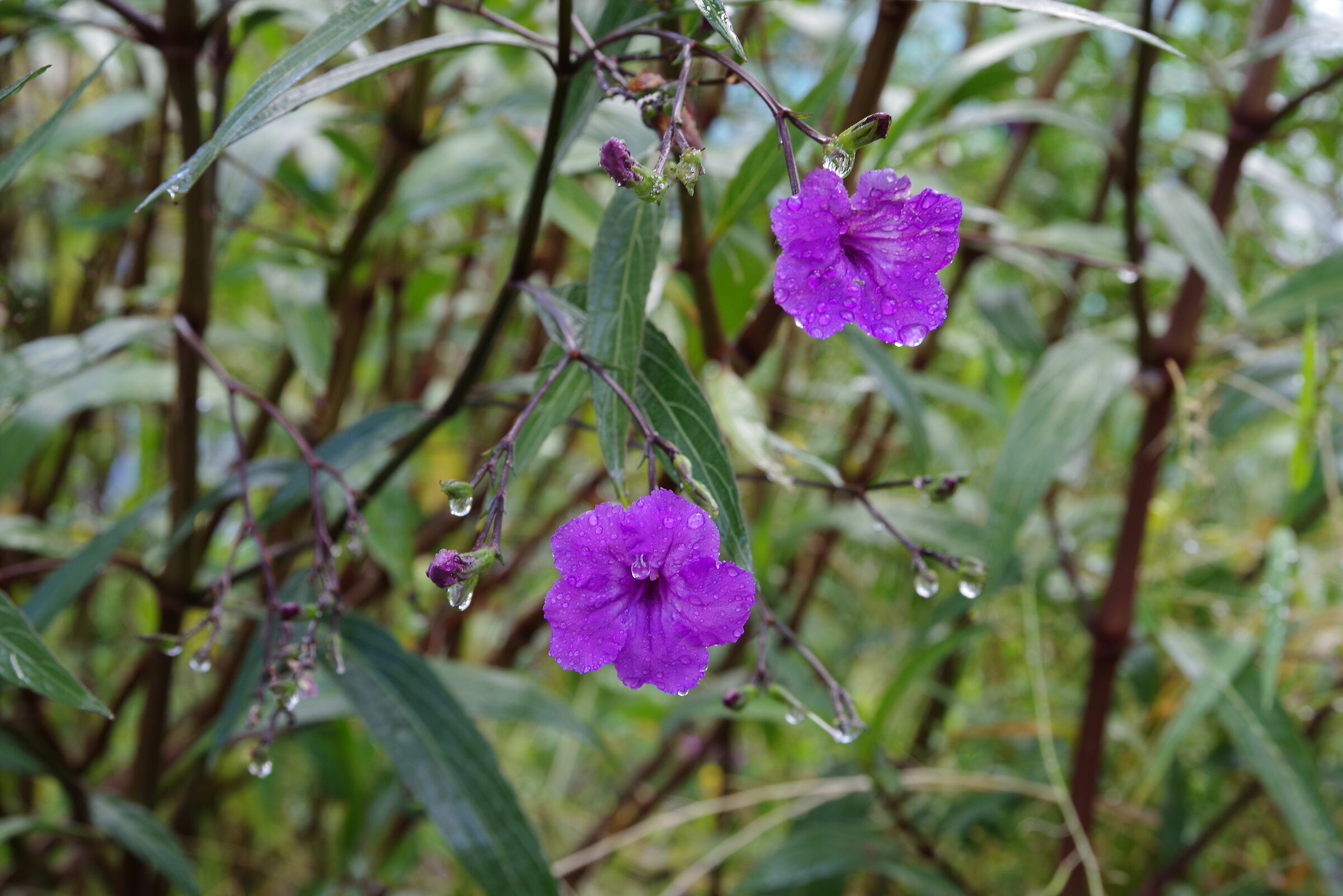Fiori alle Autolinee vecchie (Latina)