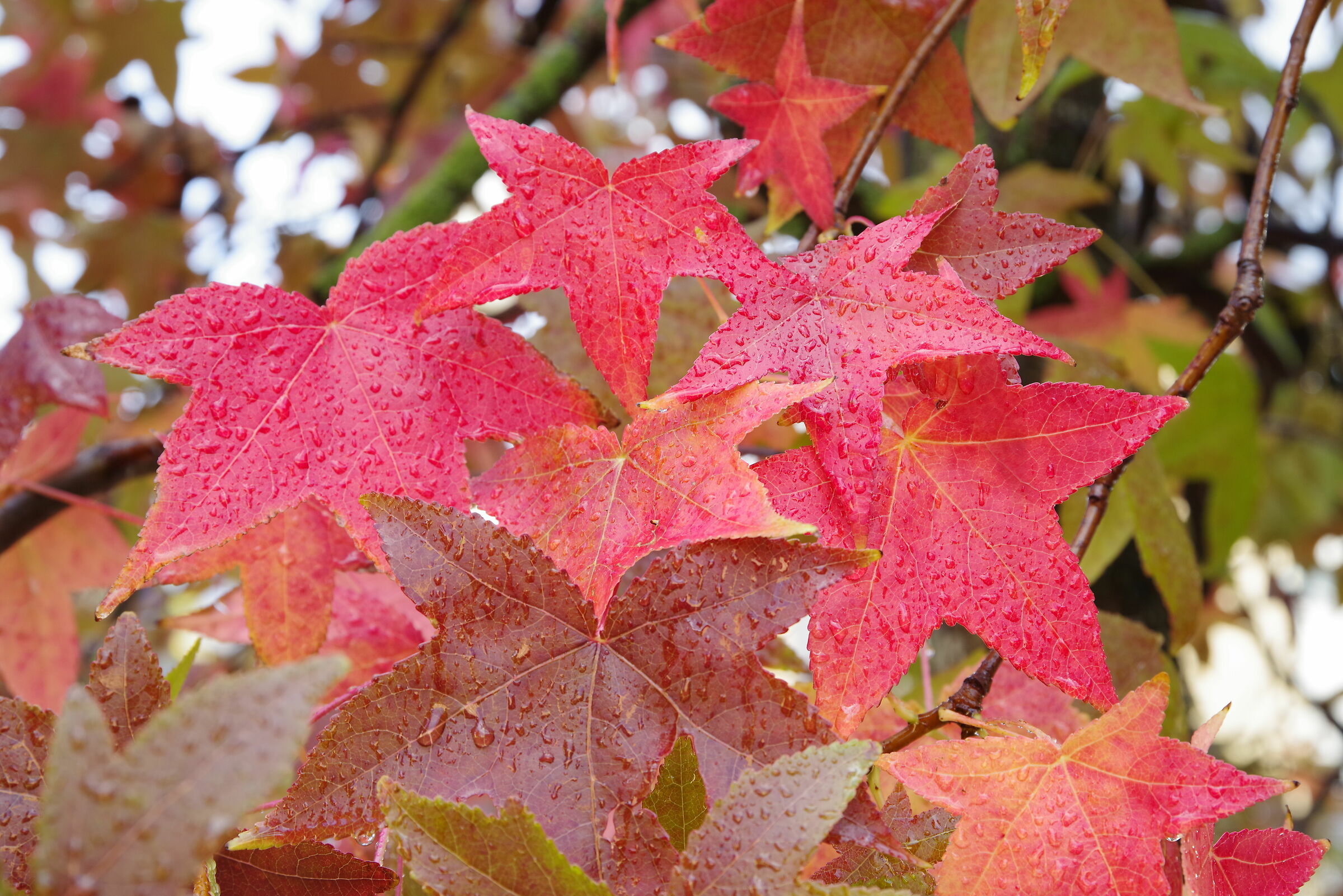 Foglie alle Autolinee vecchie (Latina)