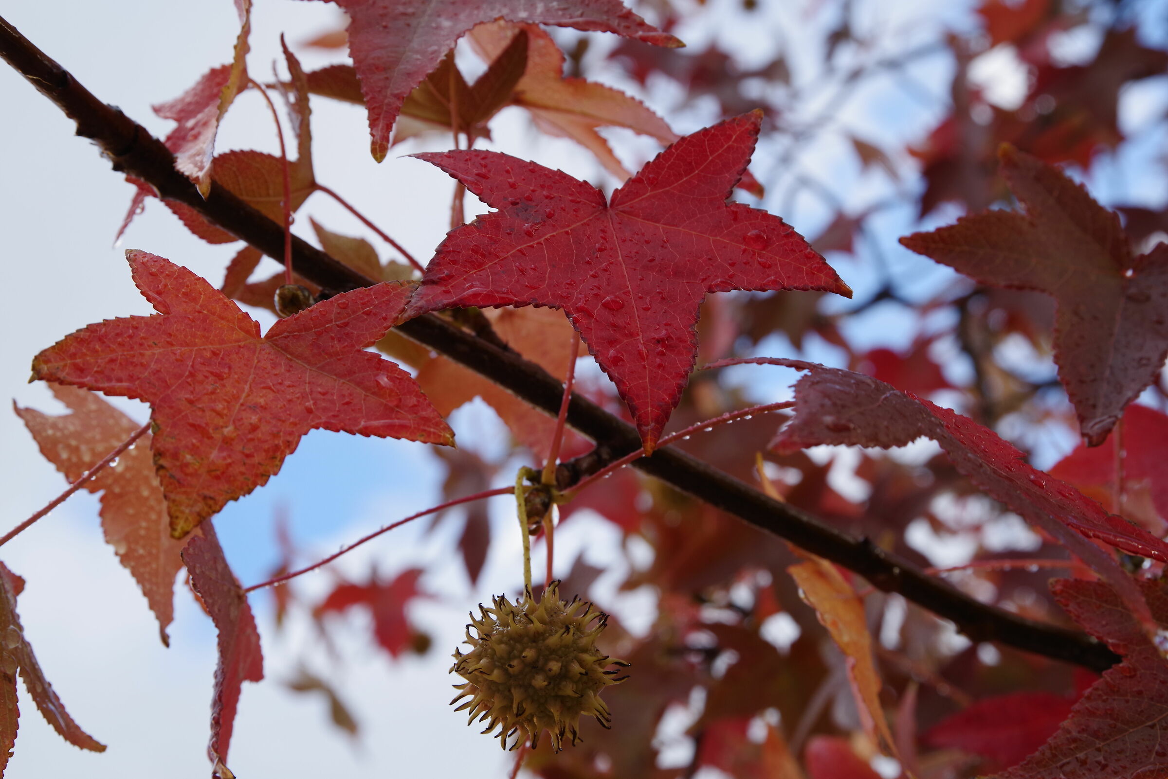 Foglie alle Autolinee vecchie (Latina)