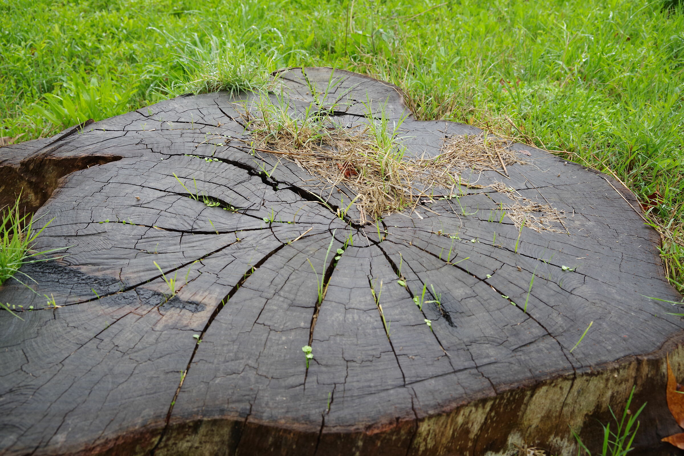 Giardini Falcone e Borsellino (Latina)