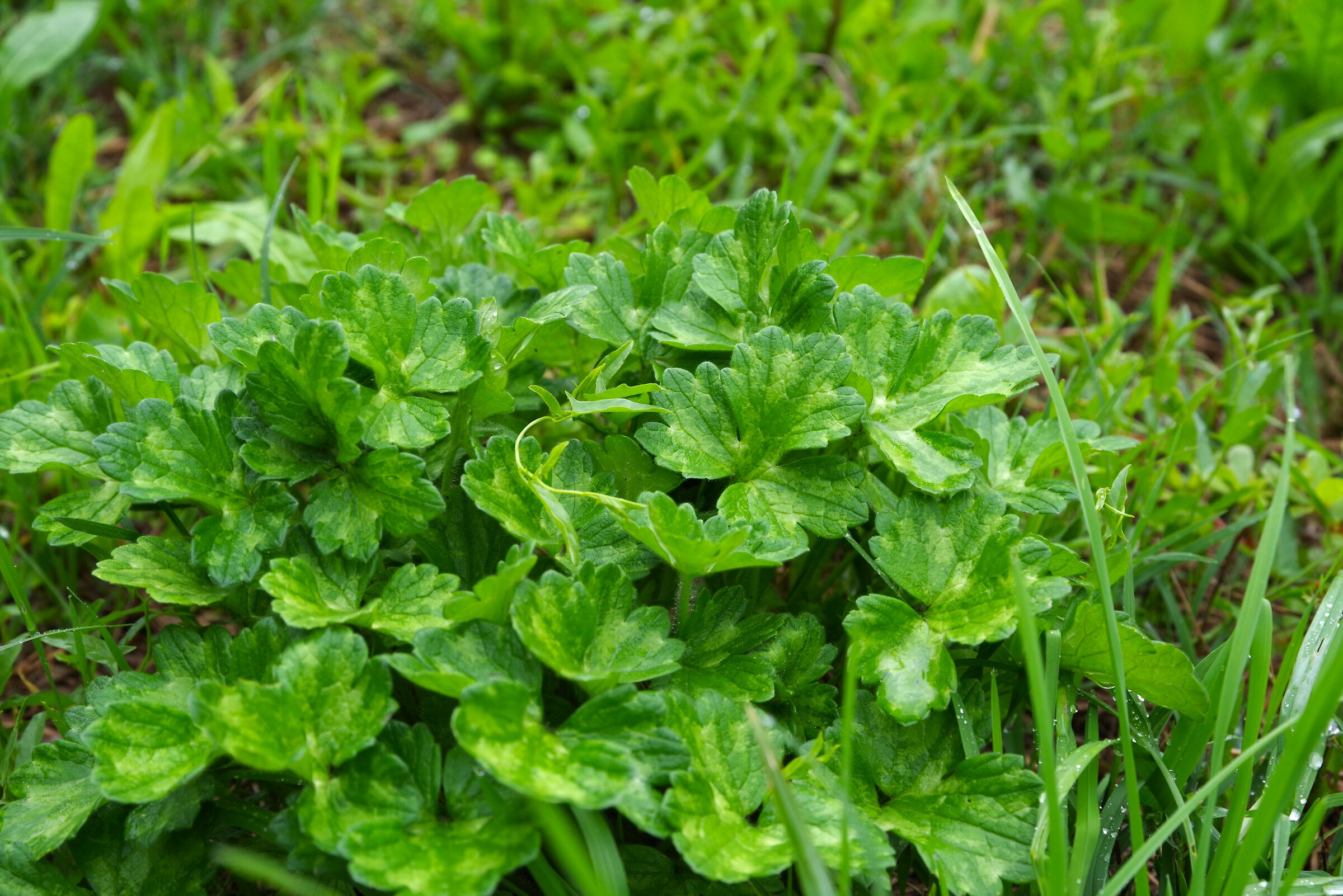 Giardini Falcone e Borsellino (Latina)