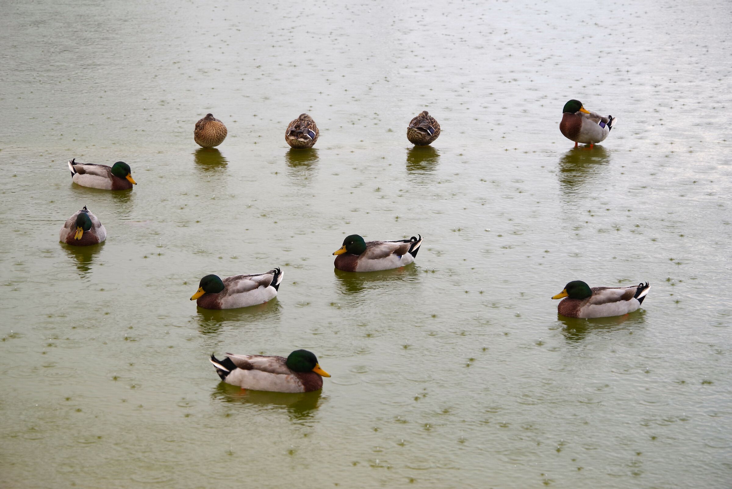 St. Mark's Gardens (Latina)
