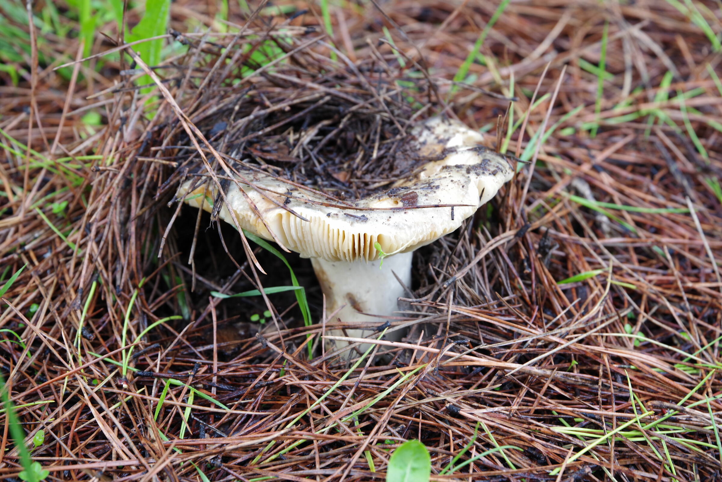 Falcone and Borsellino Gardens (Latina)