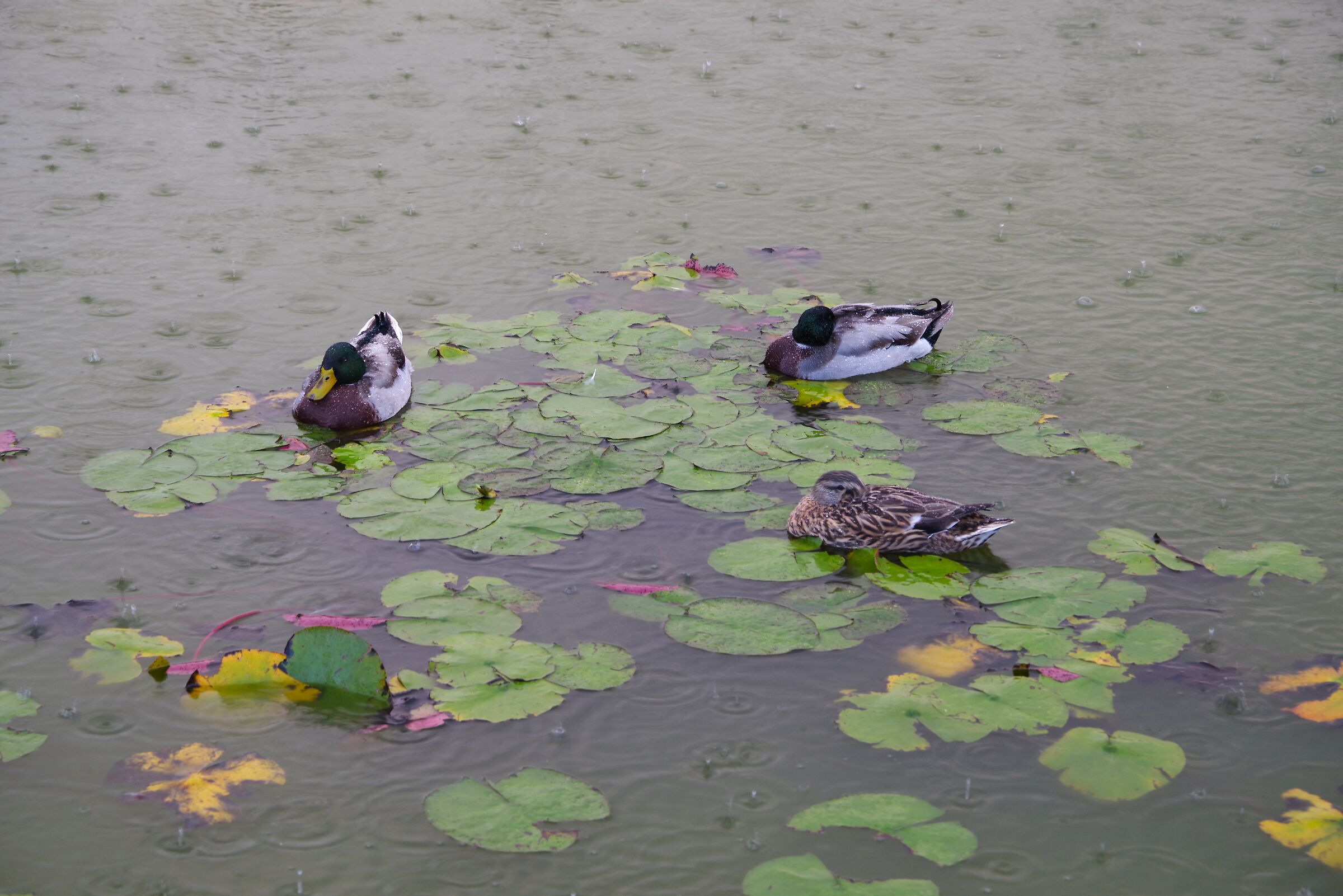 Giardini San Marco (Latina)