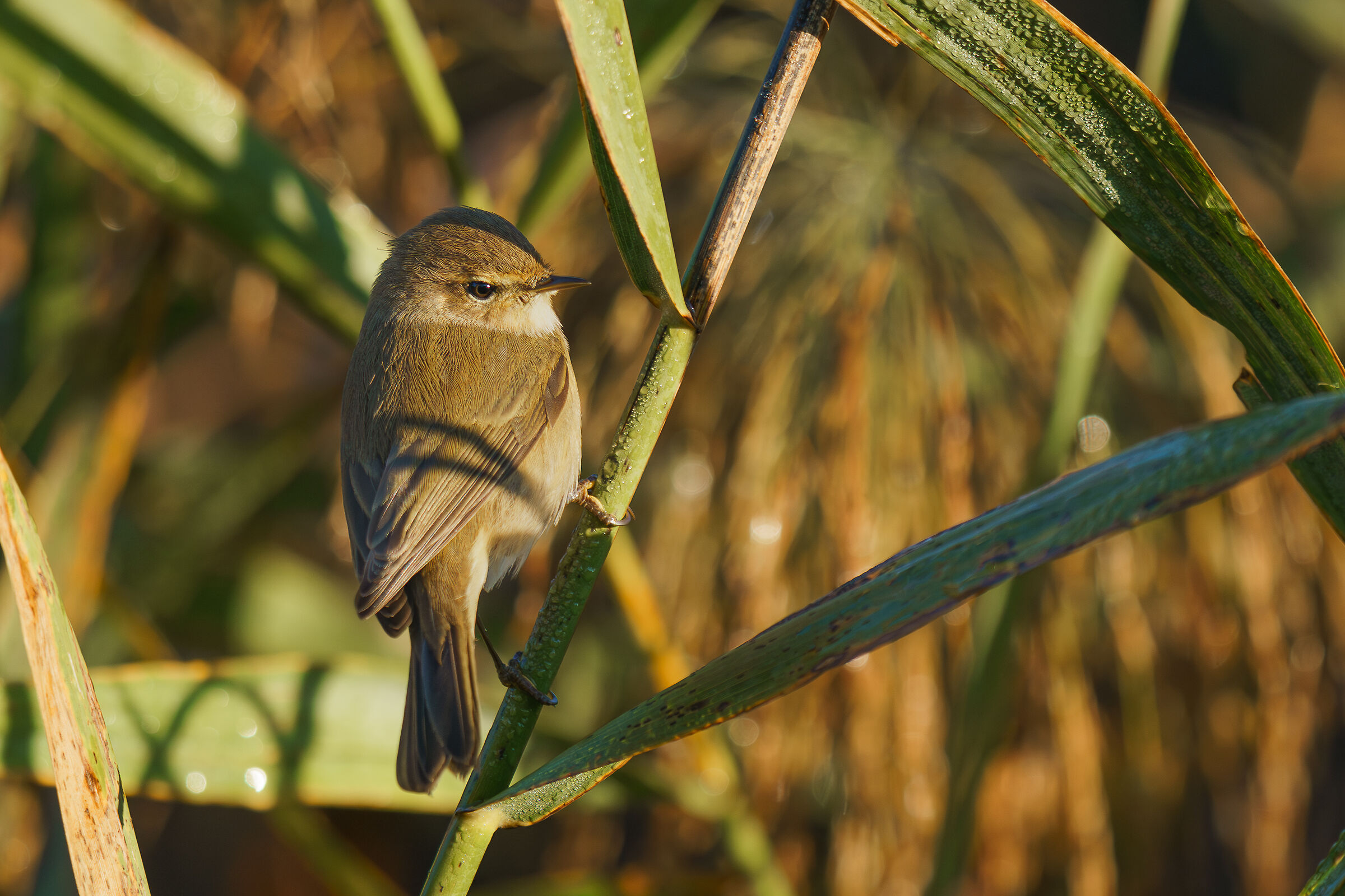 chiffchaff