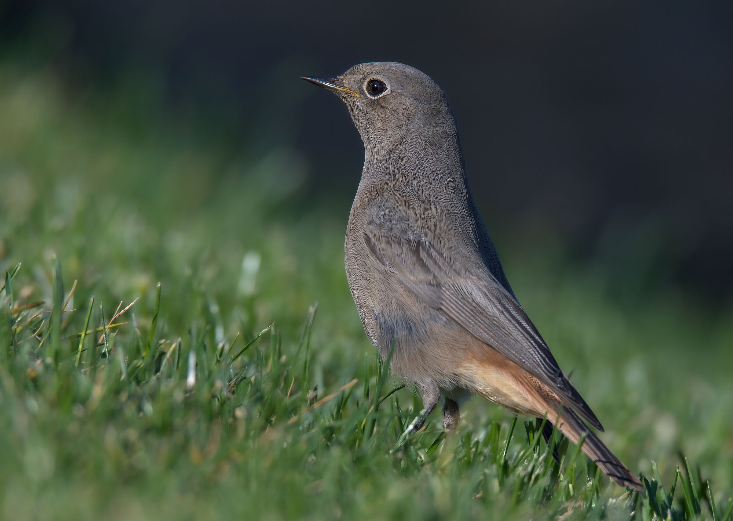 Codirosso spazzacamino femmina