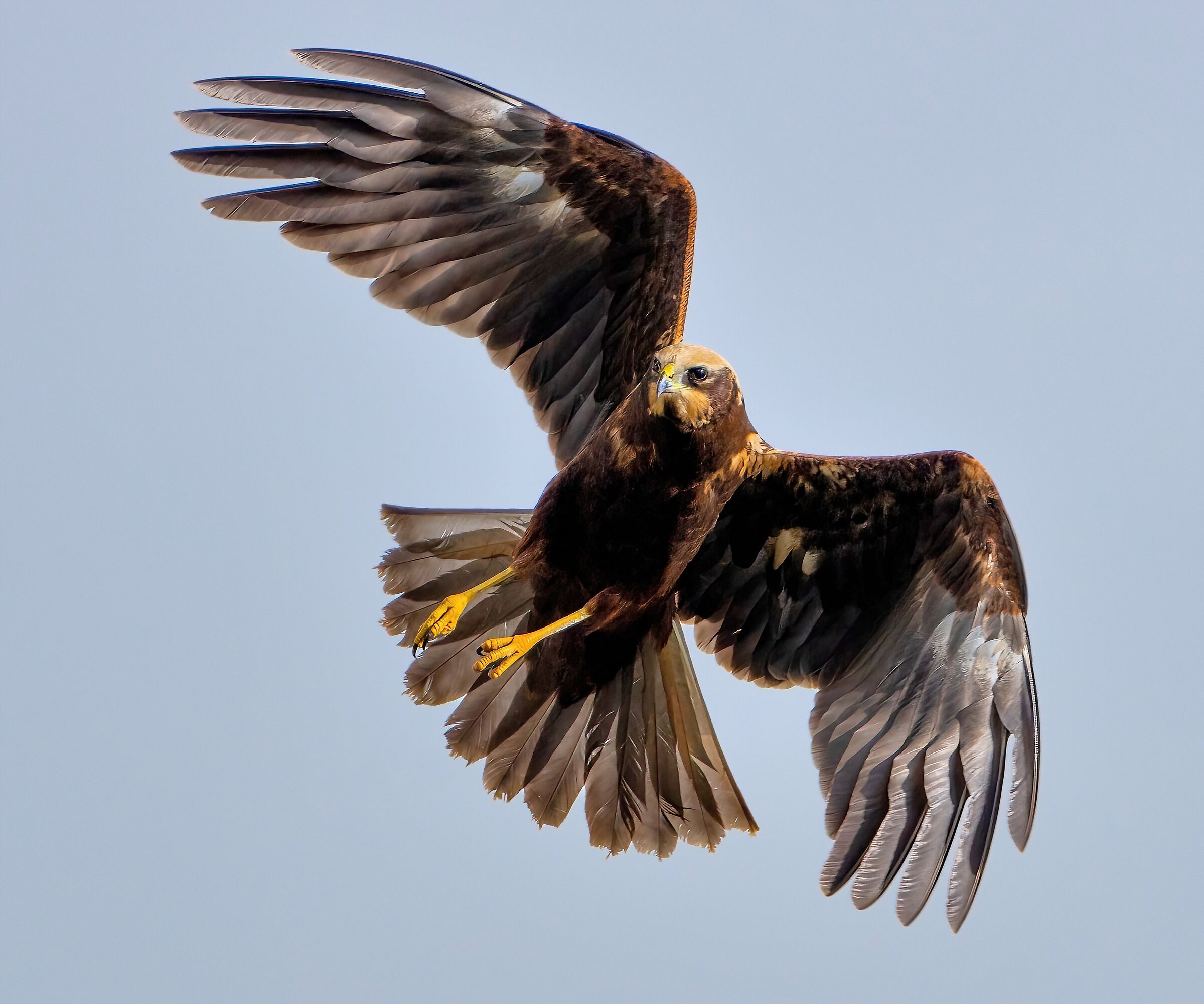 Falco di palude (Circus aeruginosus)