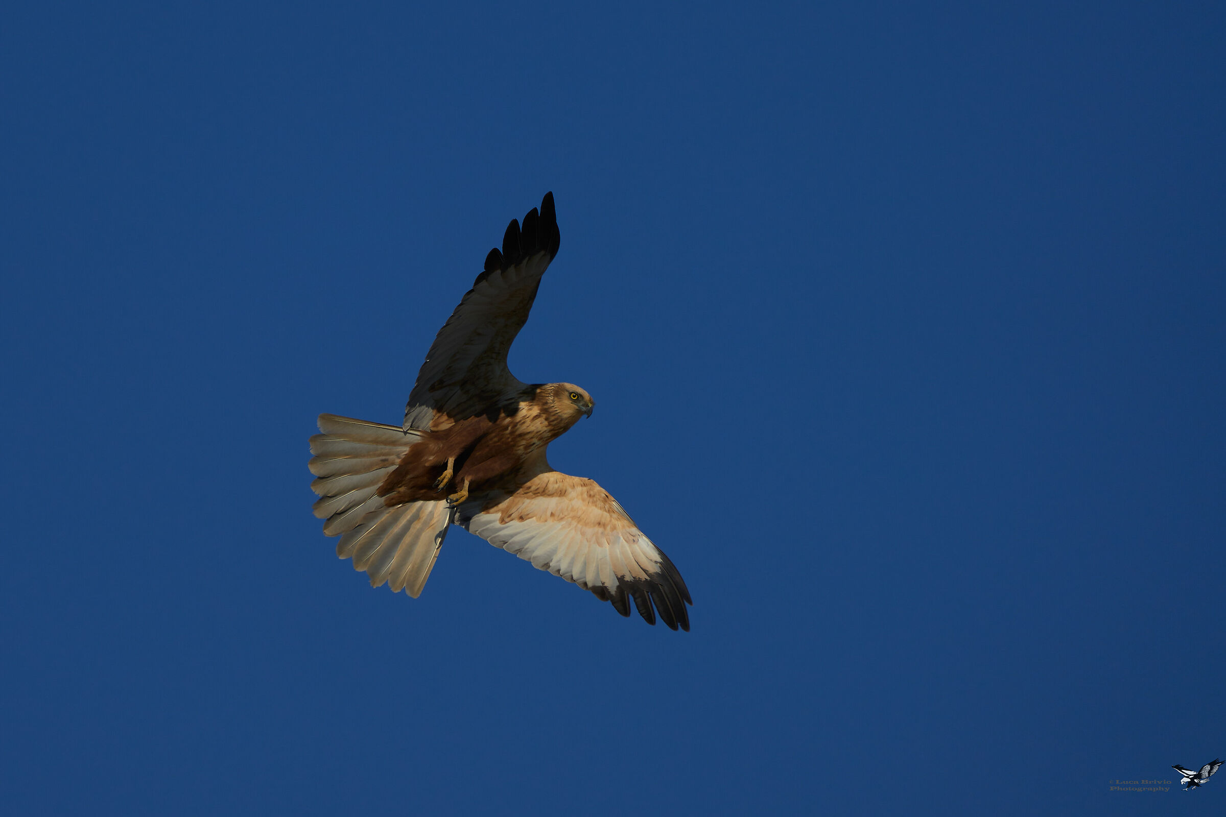 Falco di palude