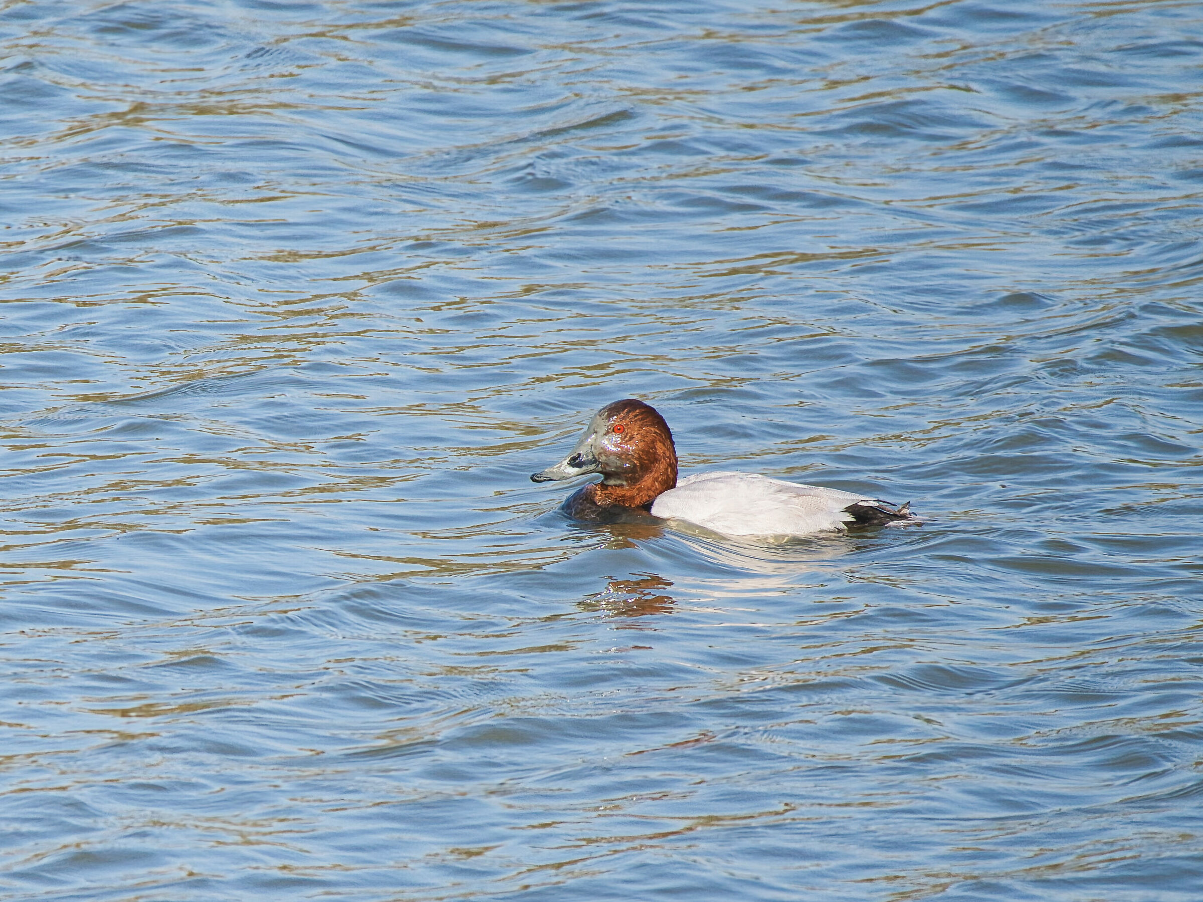 Il Moriglione si e' sporvato il muso in immersione