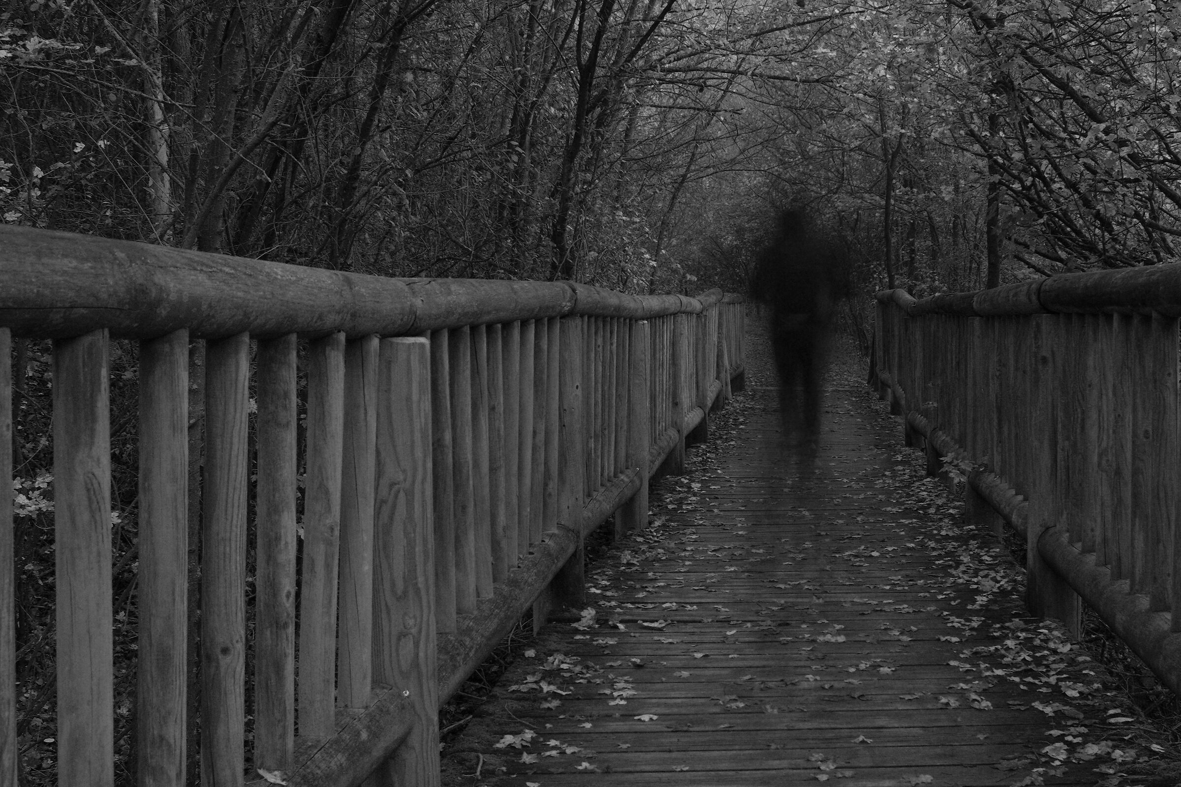 Walking through the woods