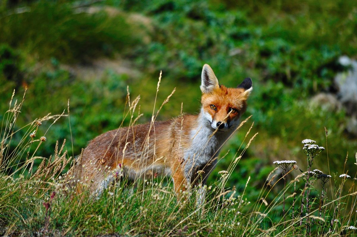 La Volpe affamata...
