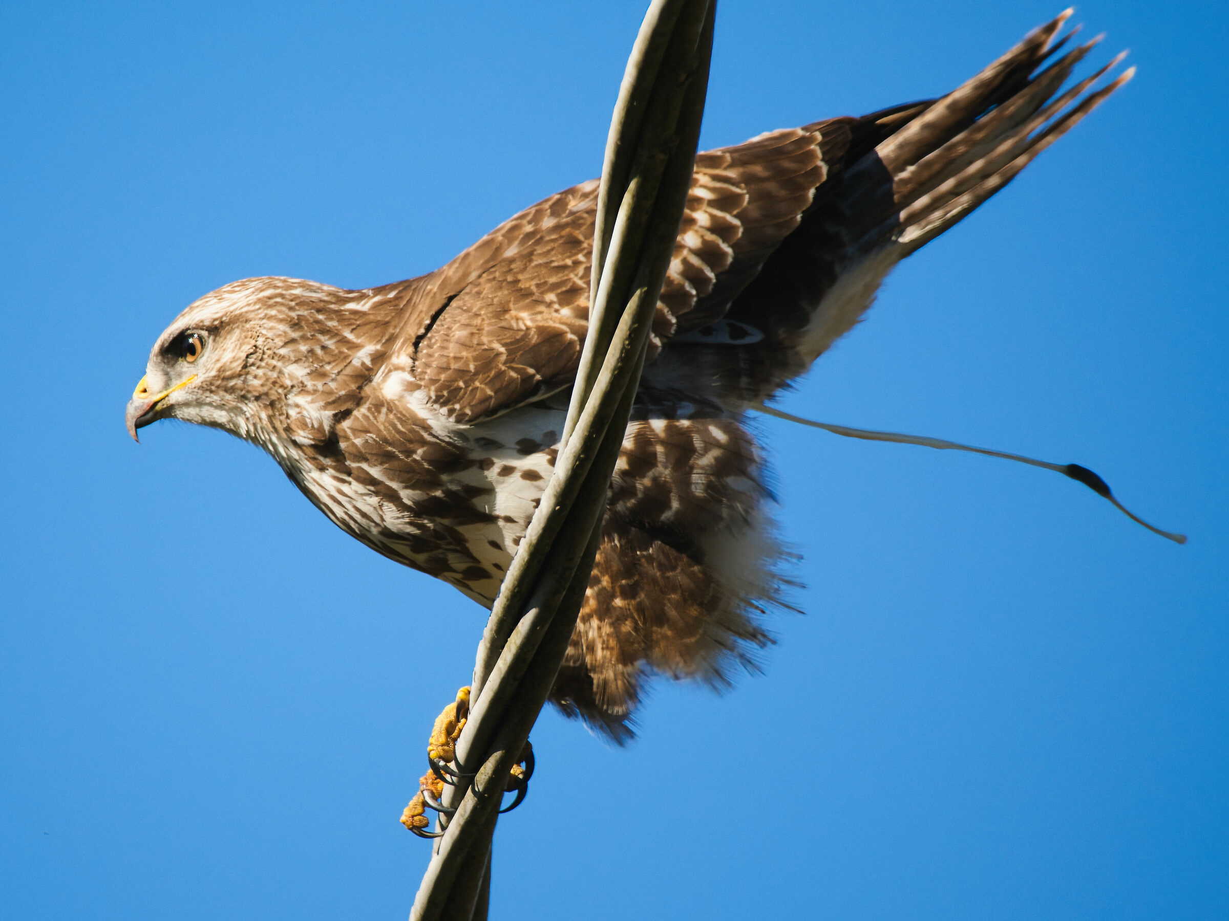 Cosa pensa di noi la Poiana