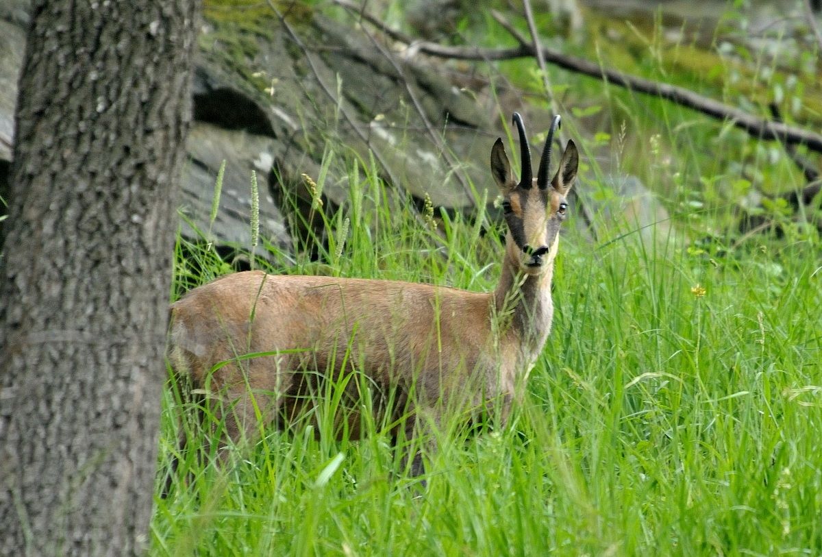 Camoscio sorpreso...