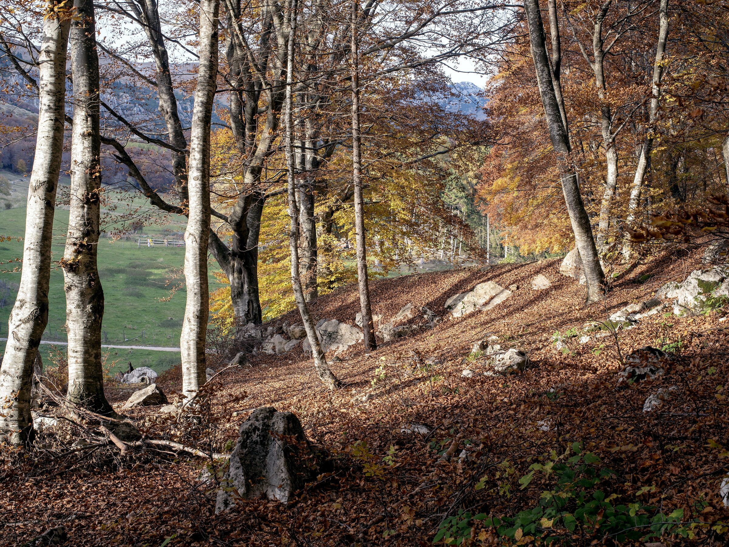 Ai margini del bosco