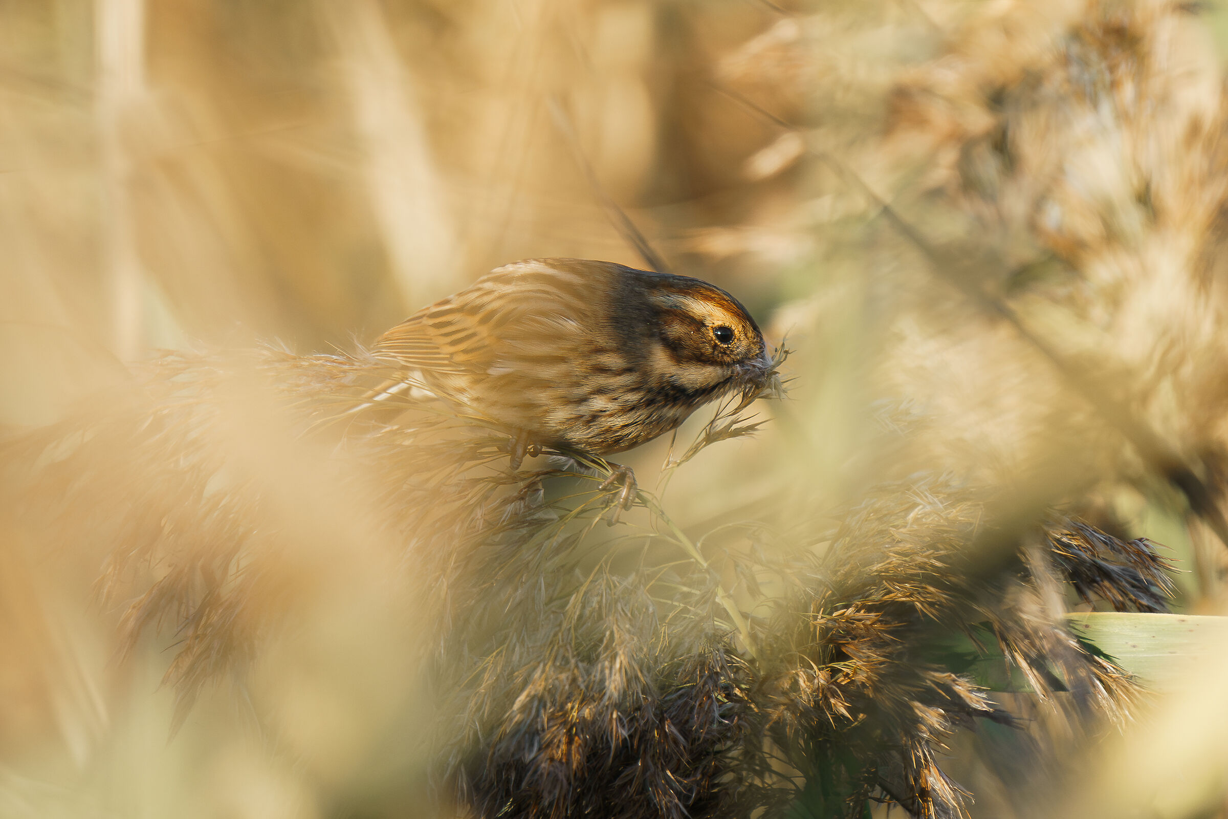 Migliarino di Palude