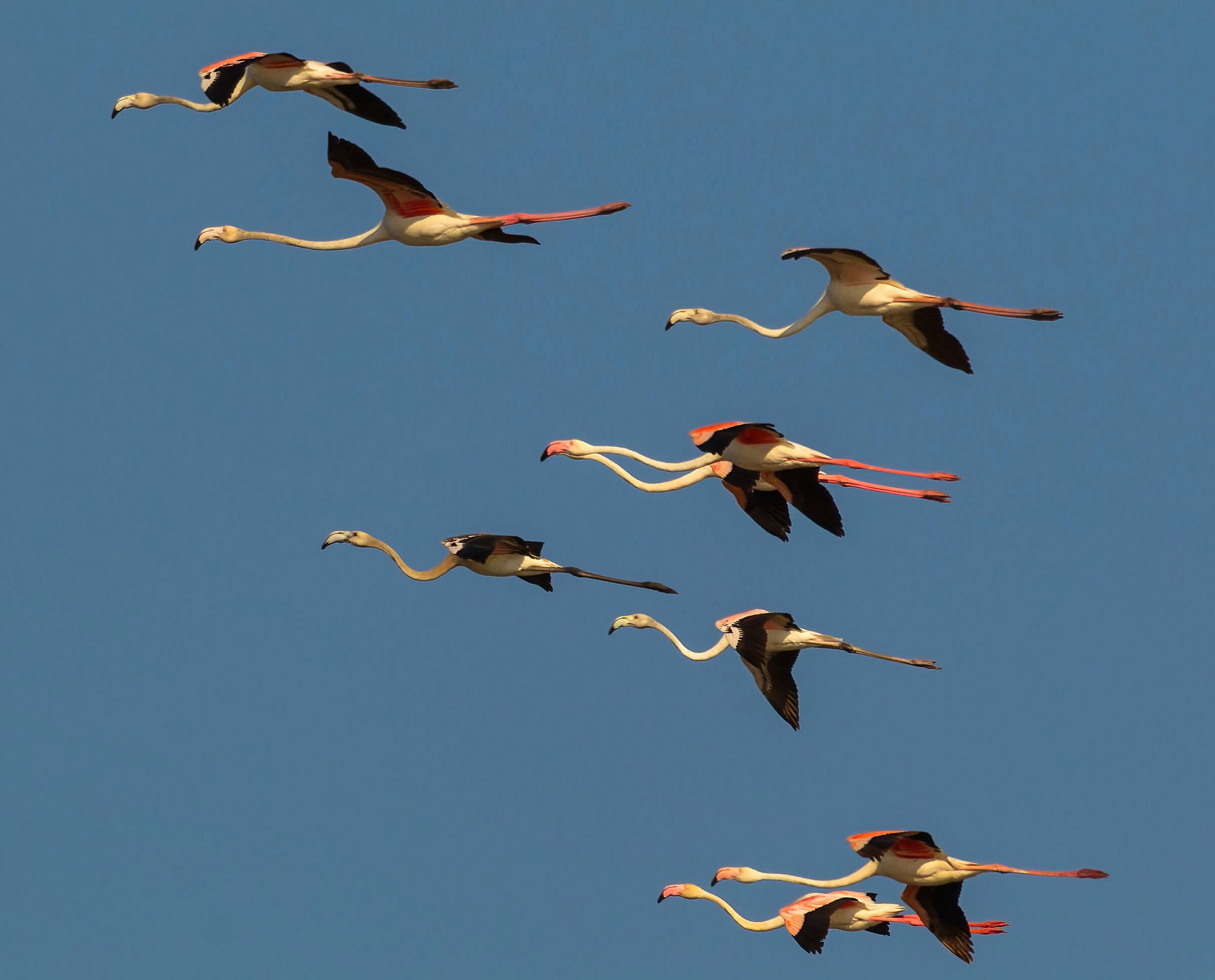 Flamingos in flight