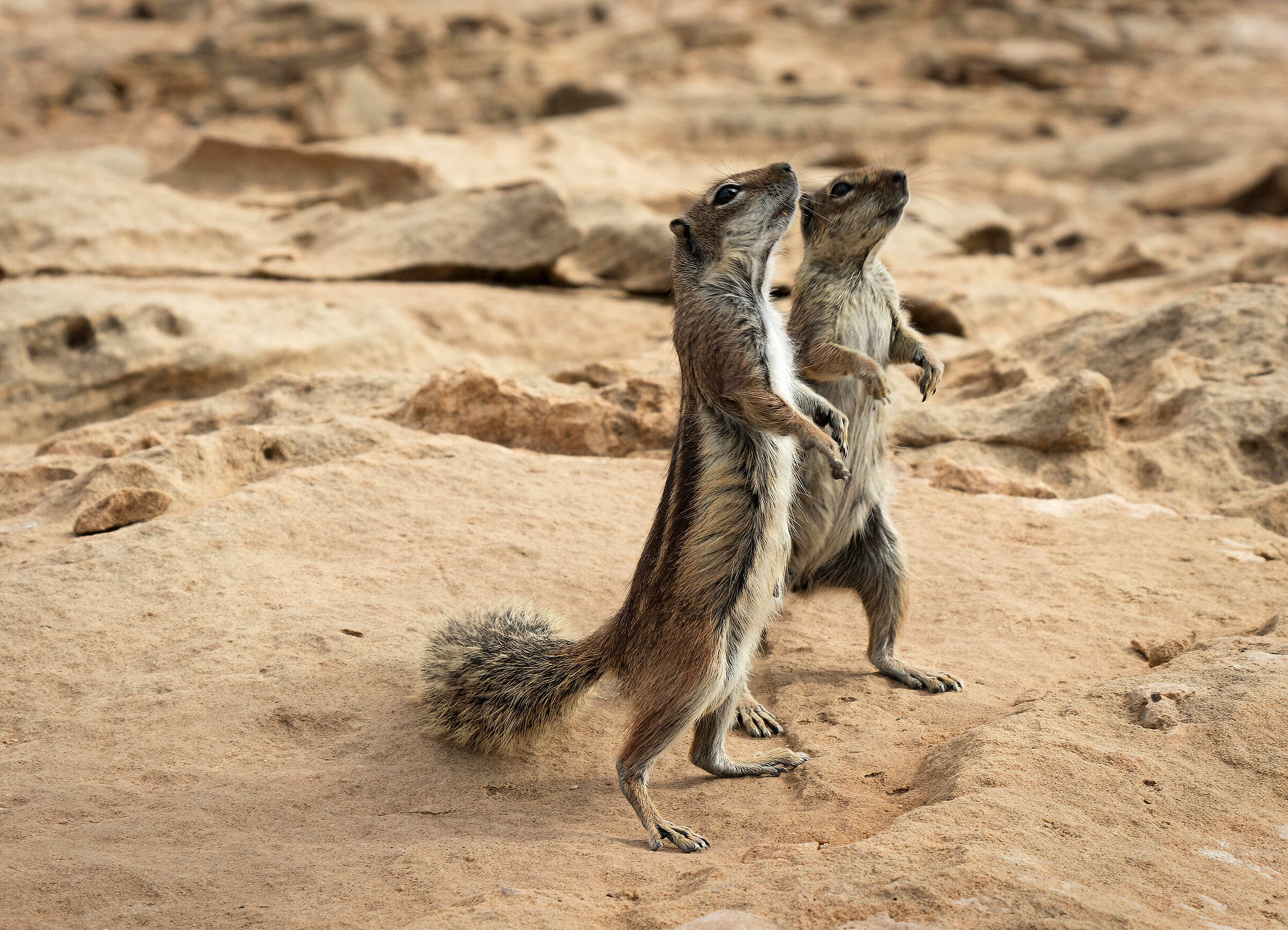 Squirrels of Fuerteventura