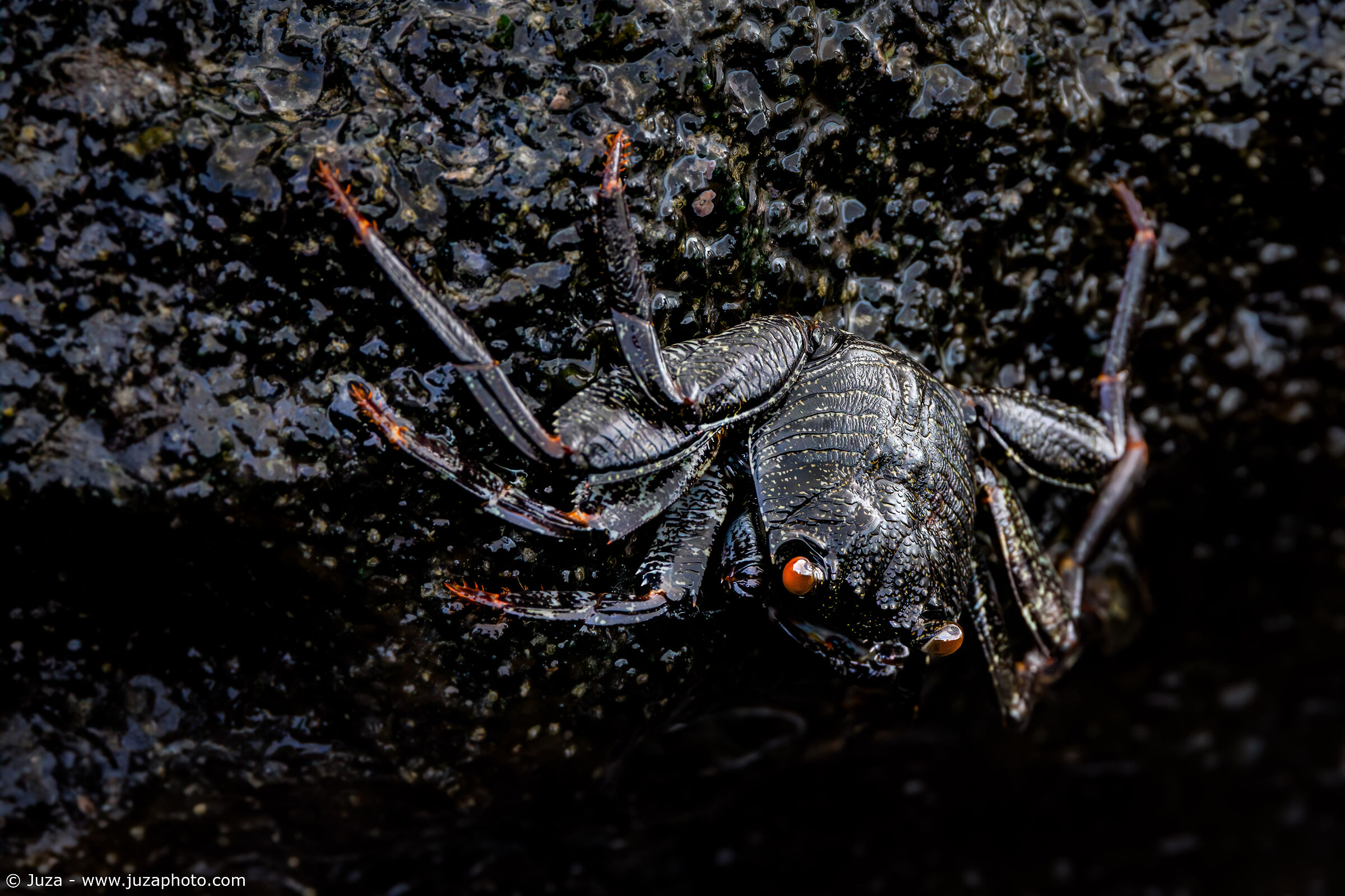 Black on Black (Grapsus tenuicrustatus)