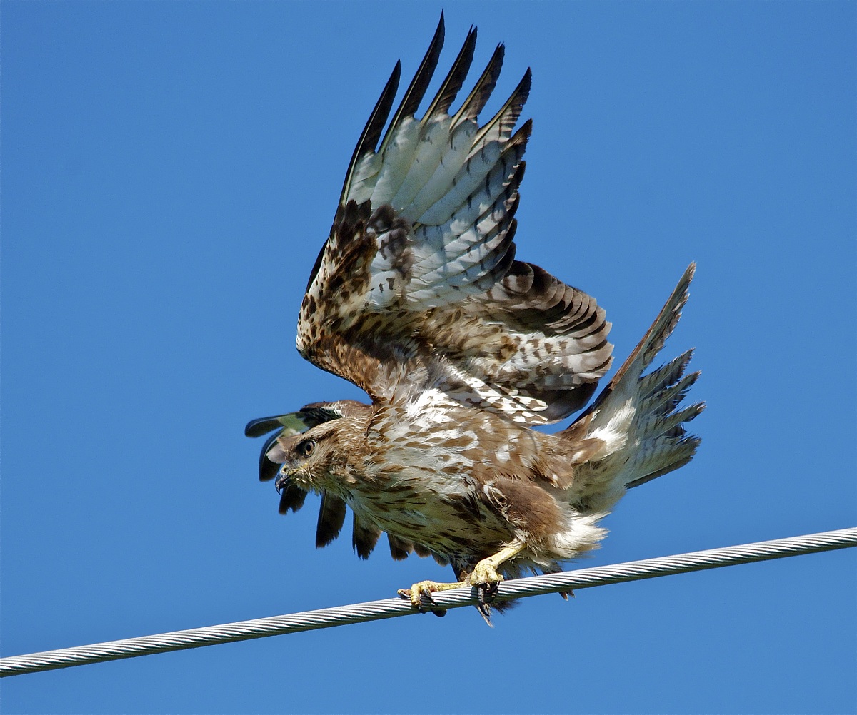 Buzzard on the wire