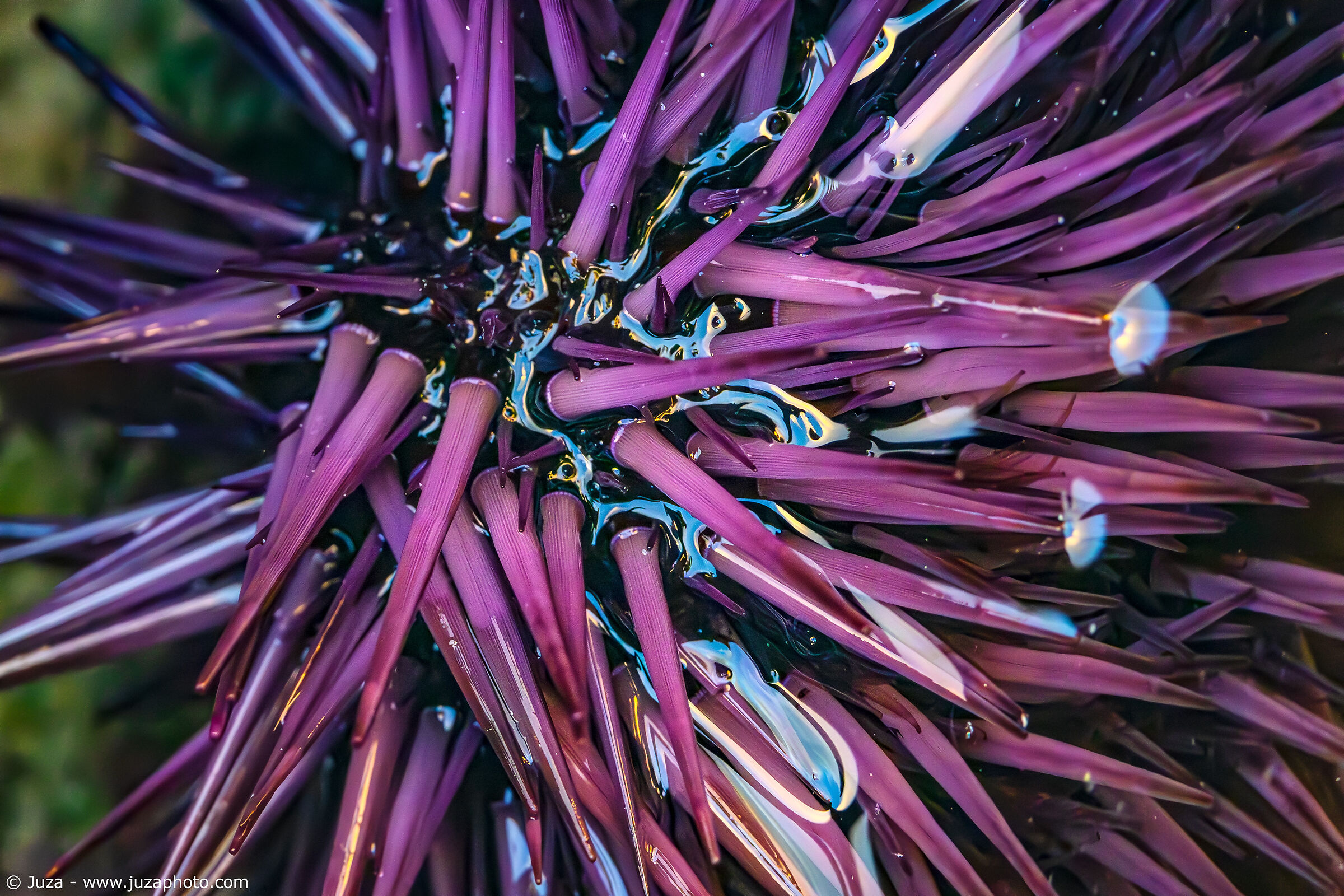 Strongylocentrotus purpuratus